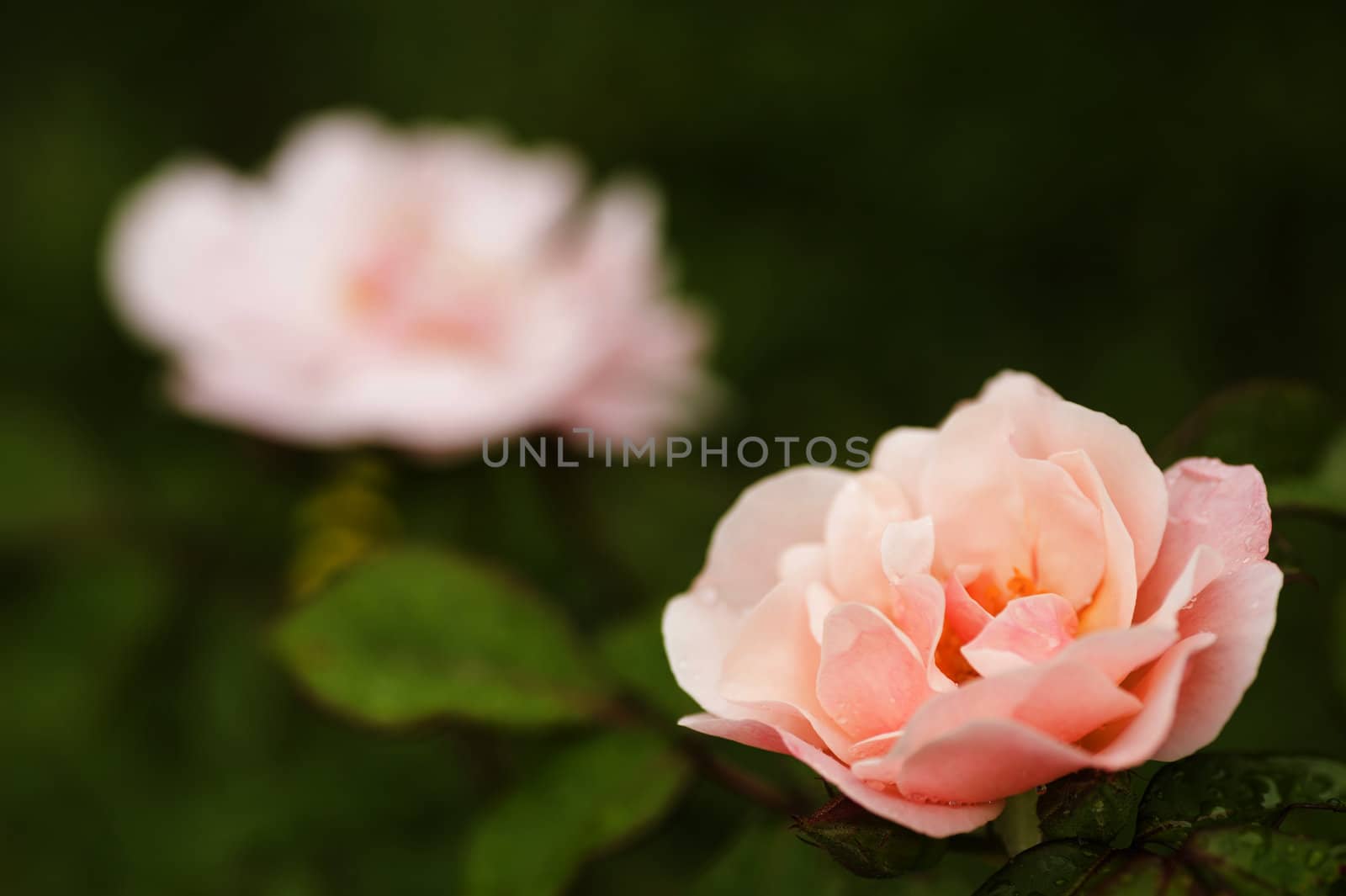 Pink ornamental roses in full bloom