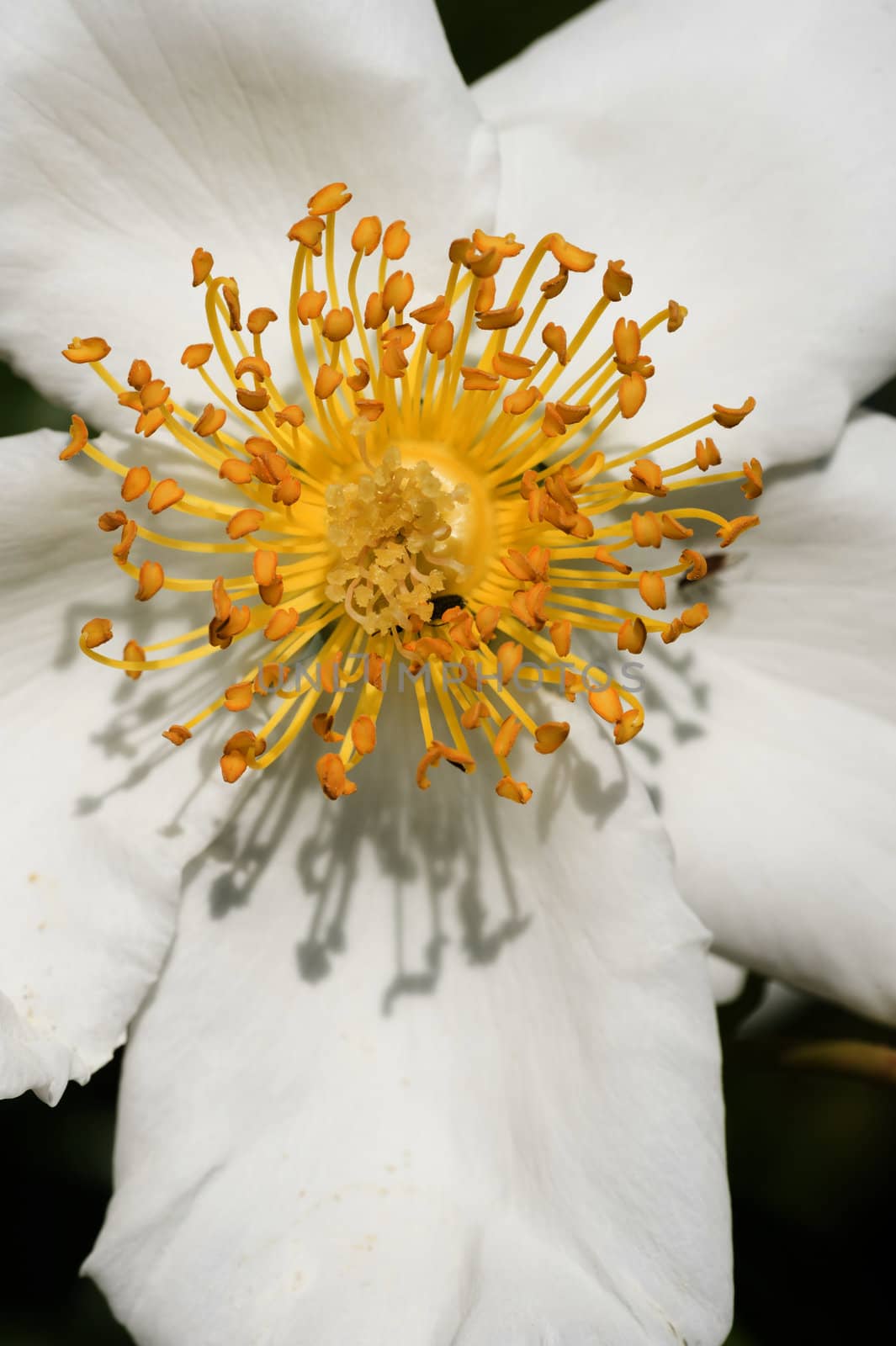 White simple rose with yellow pistils