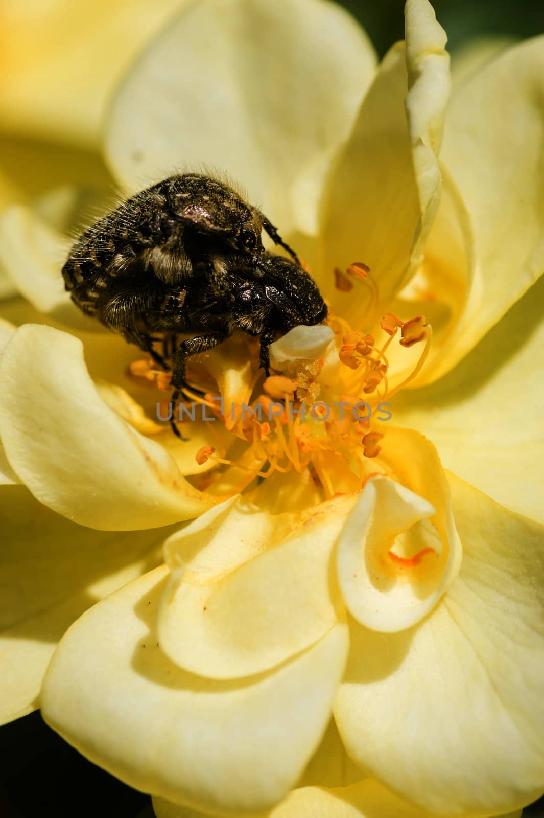 Mating coleopteron insects on yellow rose