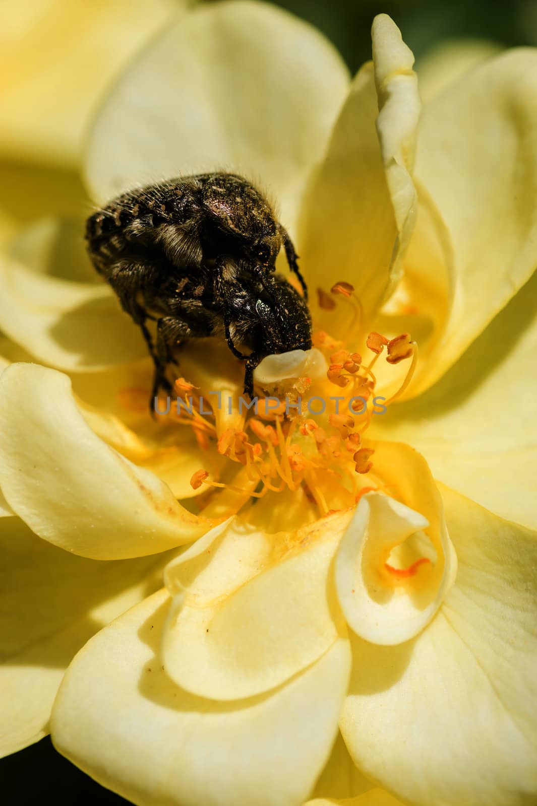 Mating coleopteron insects on yellow rose