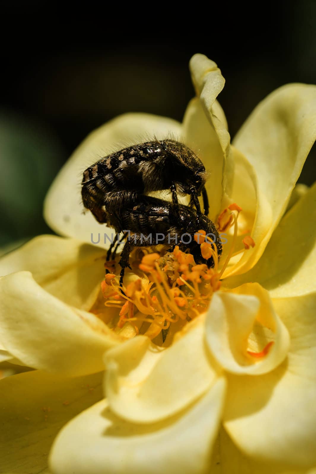 Mating coleopteron insects on yellow rose