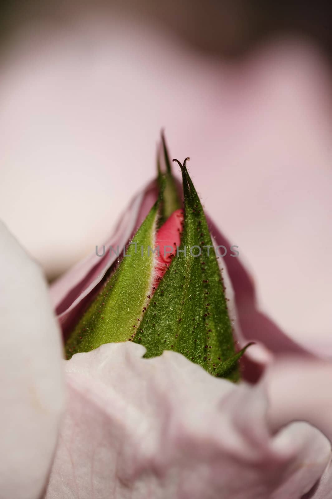 Ornamental rose bud among pink petals