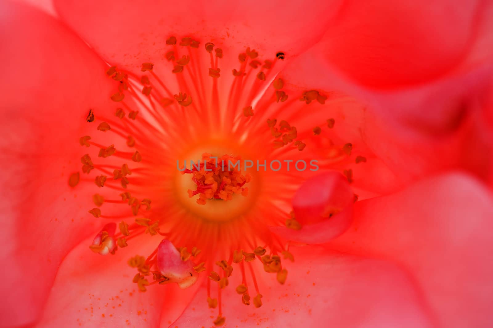 Detail of pistils of ornamental rose
