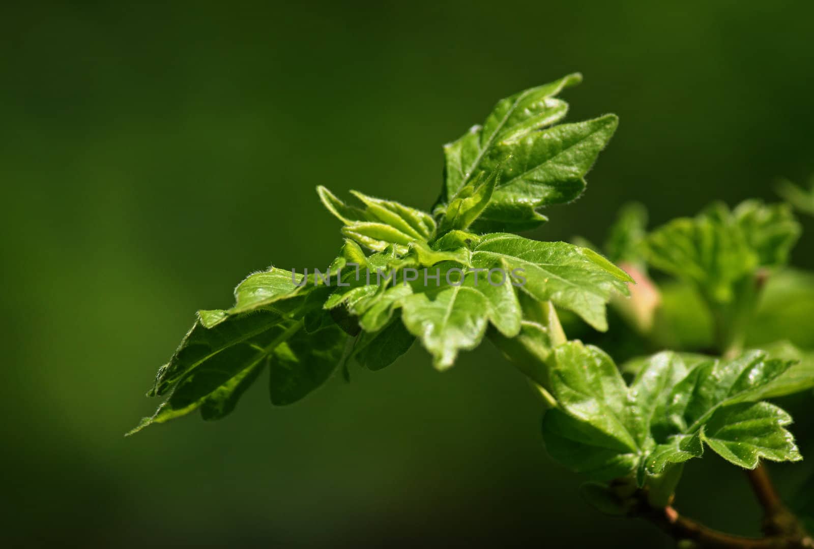 close up of branch of tree