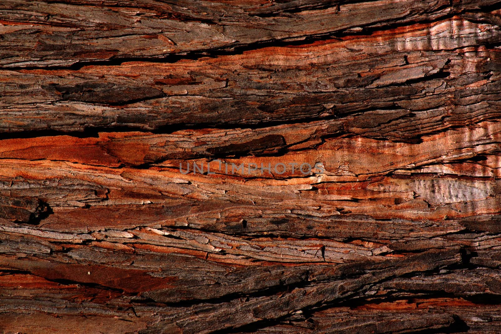 close up of bark of tree