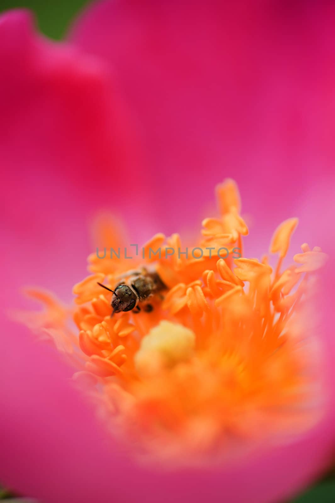 Insect feeding on pollen in yellow and pink rose flower