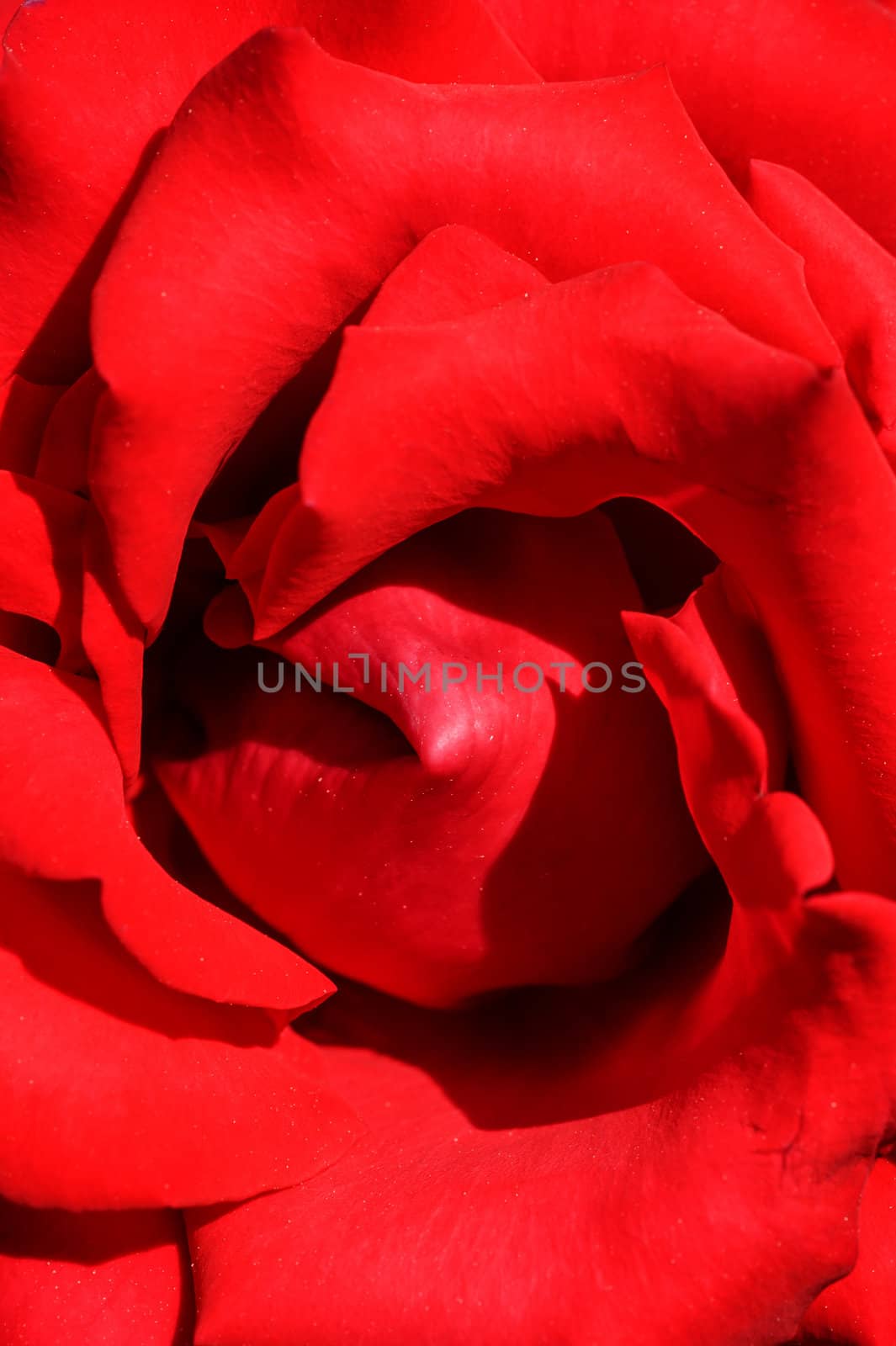 Closeup of ornamental red rose under the sun