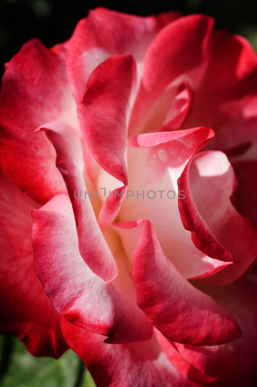 Closeup of ornamental red and white rose under the sun