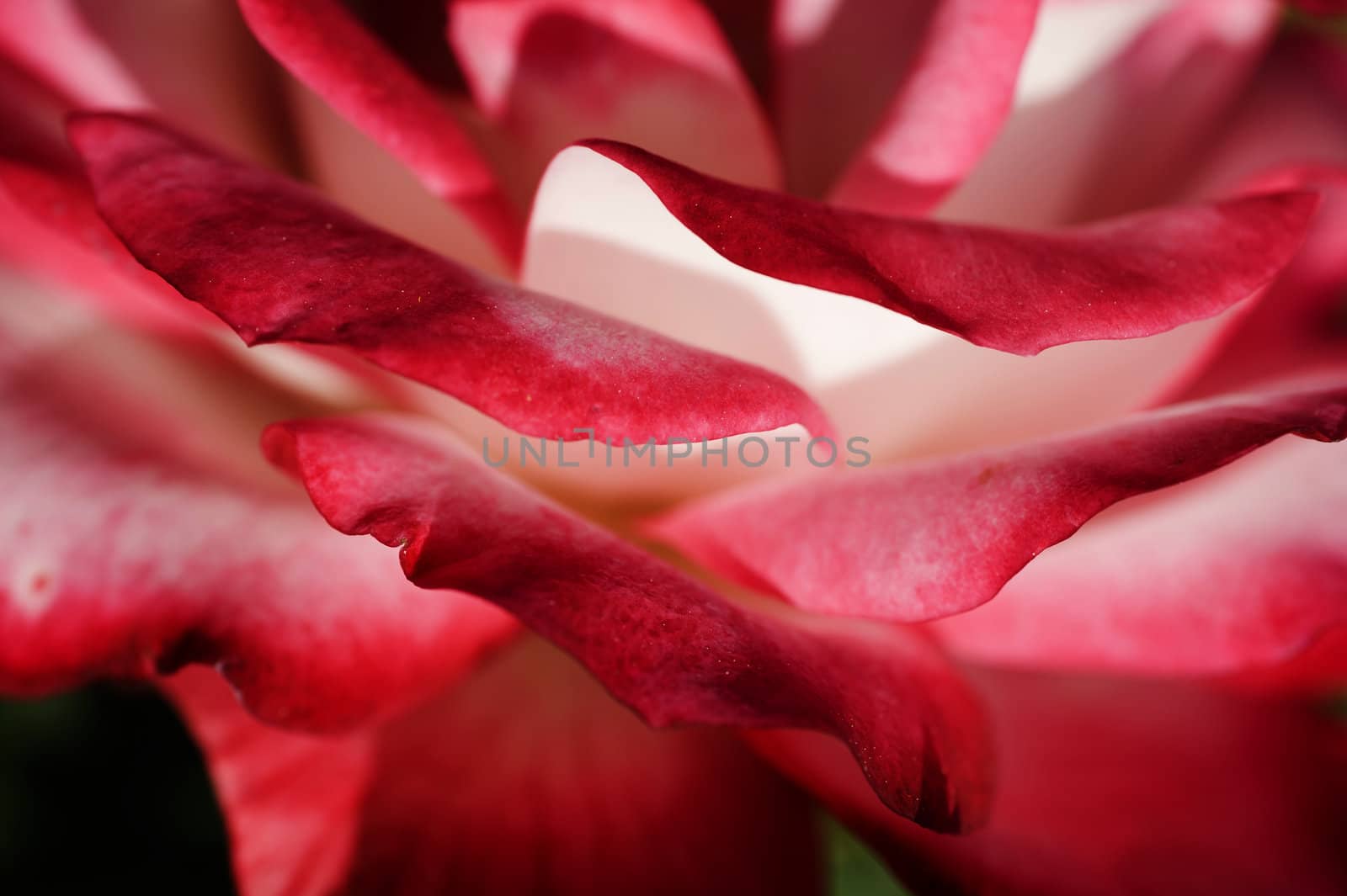 Closeup of ornamental red and white rose under the sun