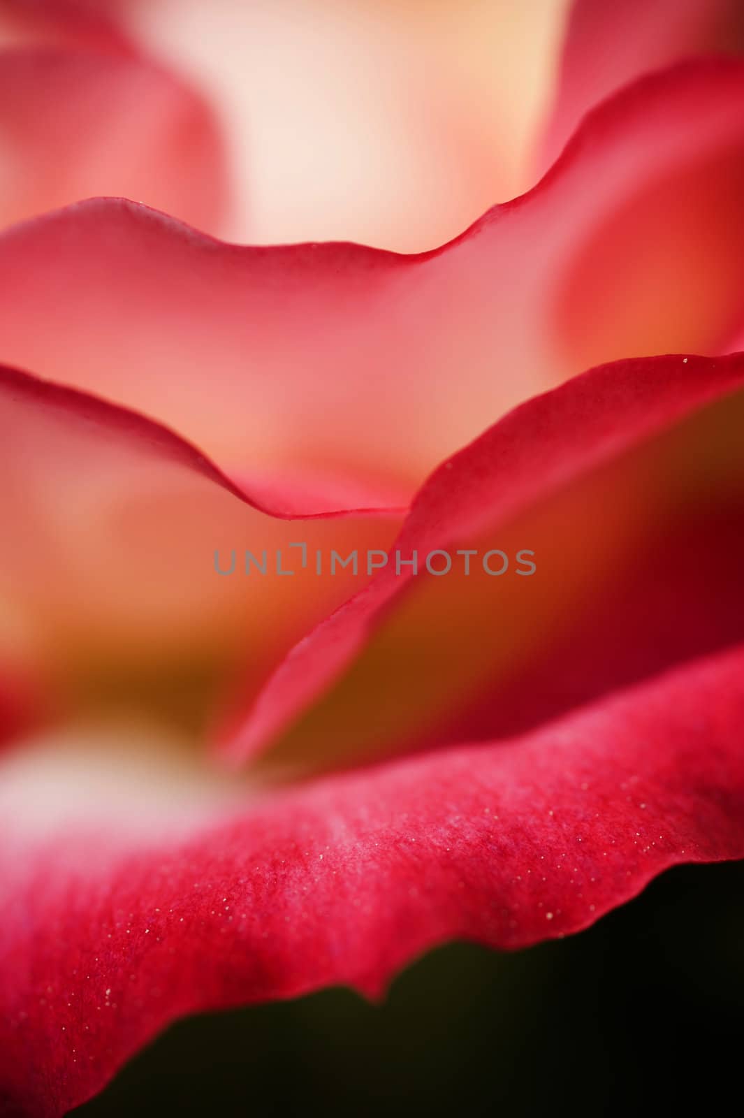 Closeup of ornamental red and white rose under the sun