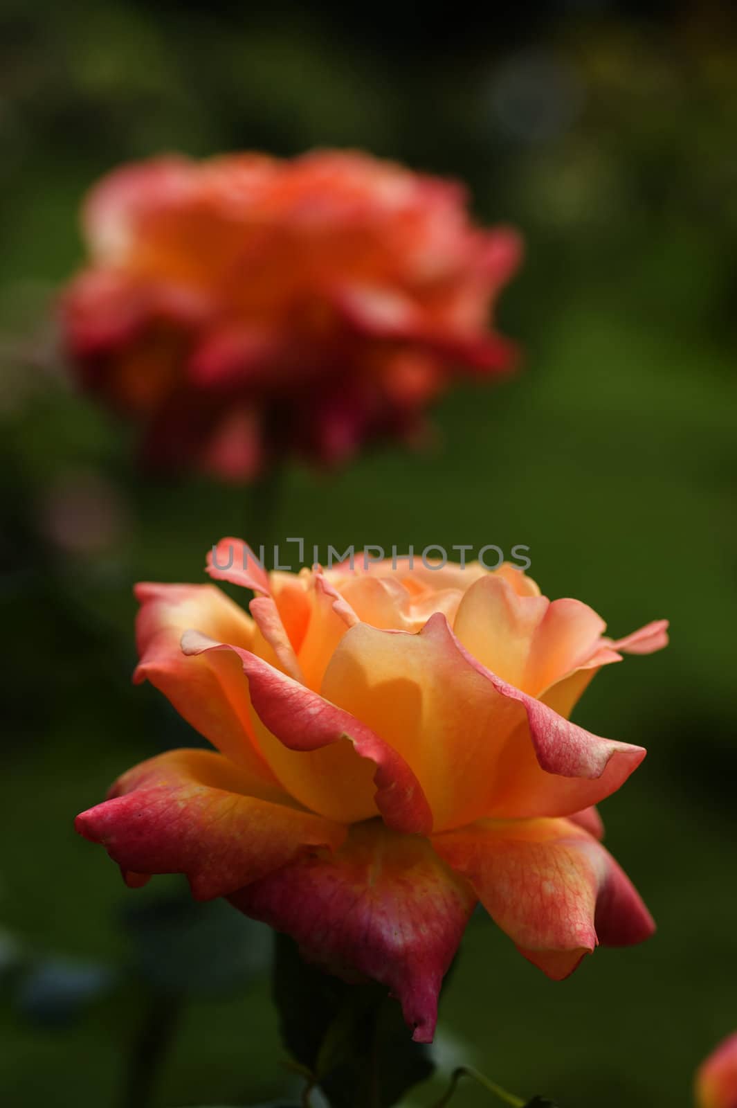 Pink and orange roses in full bloom