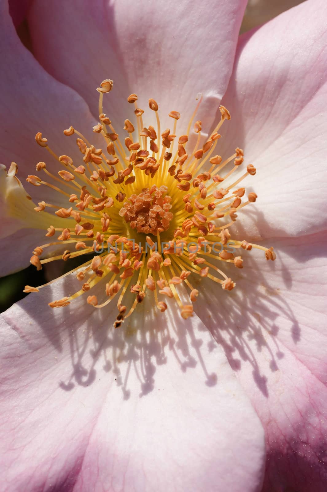 Detail of pistils of ornamental rose