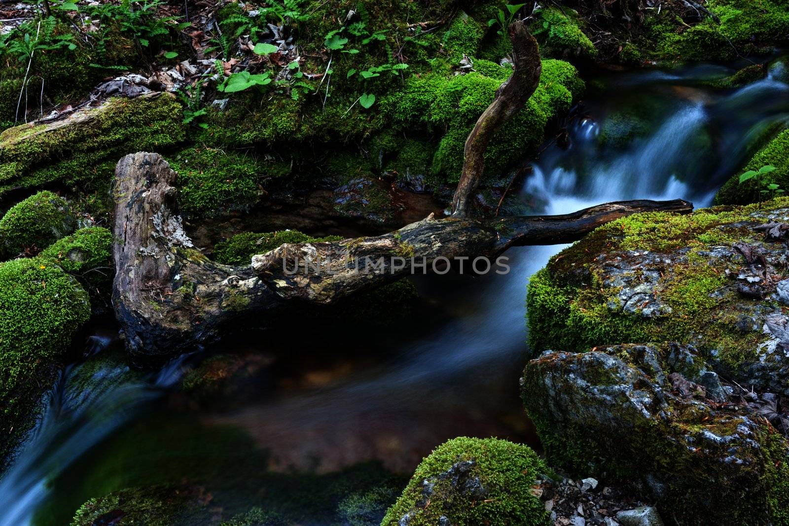 Water flowing over rocks covered with moss in small stream.