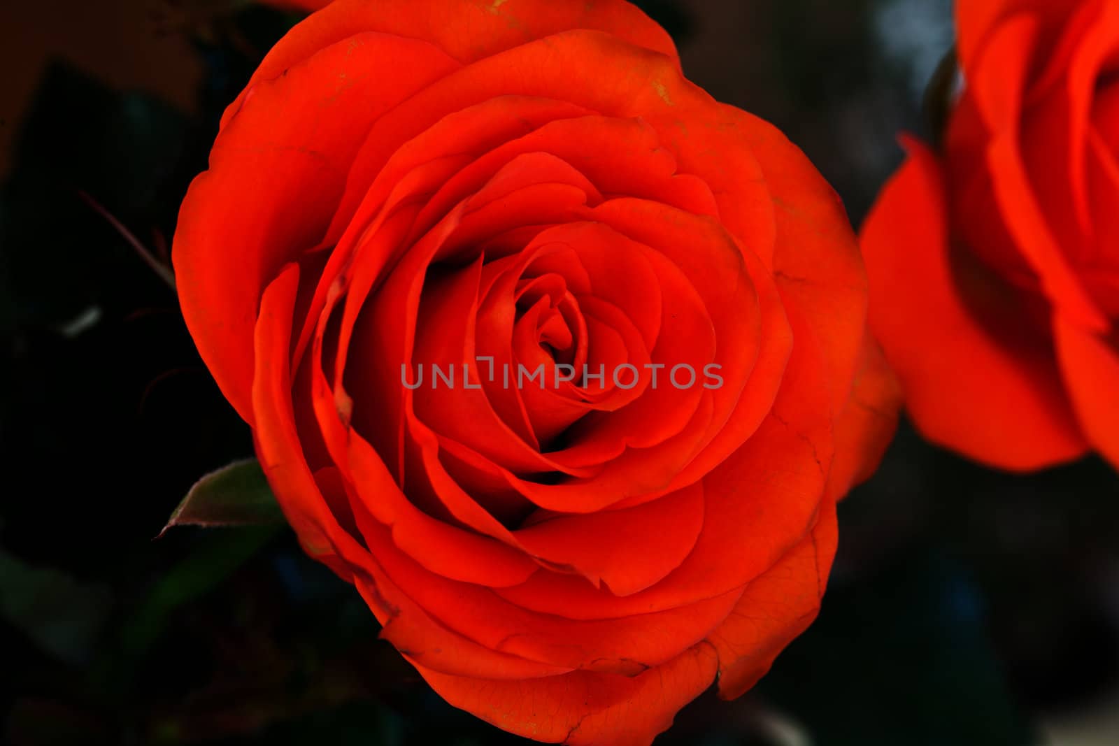 Close up image of single orange rose  by wjarek