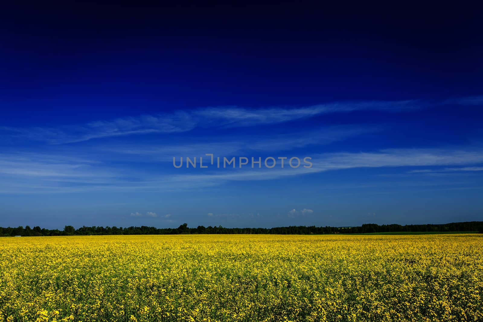 Spring summer background - yellow rape (canola) field with blue sky