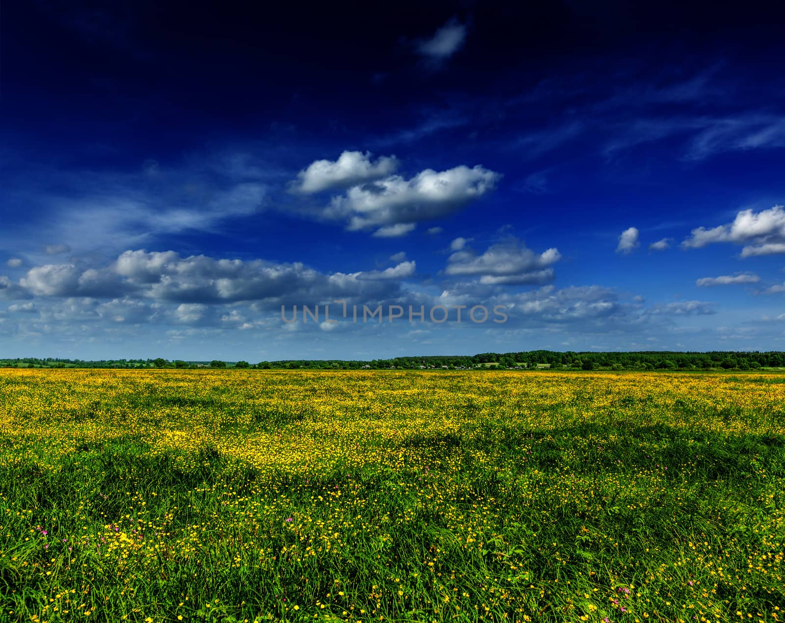 Spring summer background - blooming flowers field meadow with blue scy