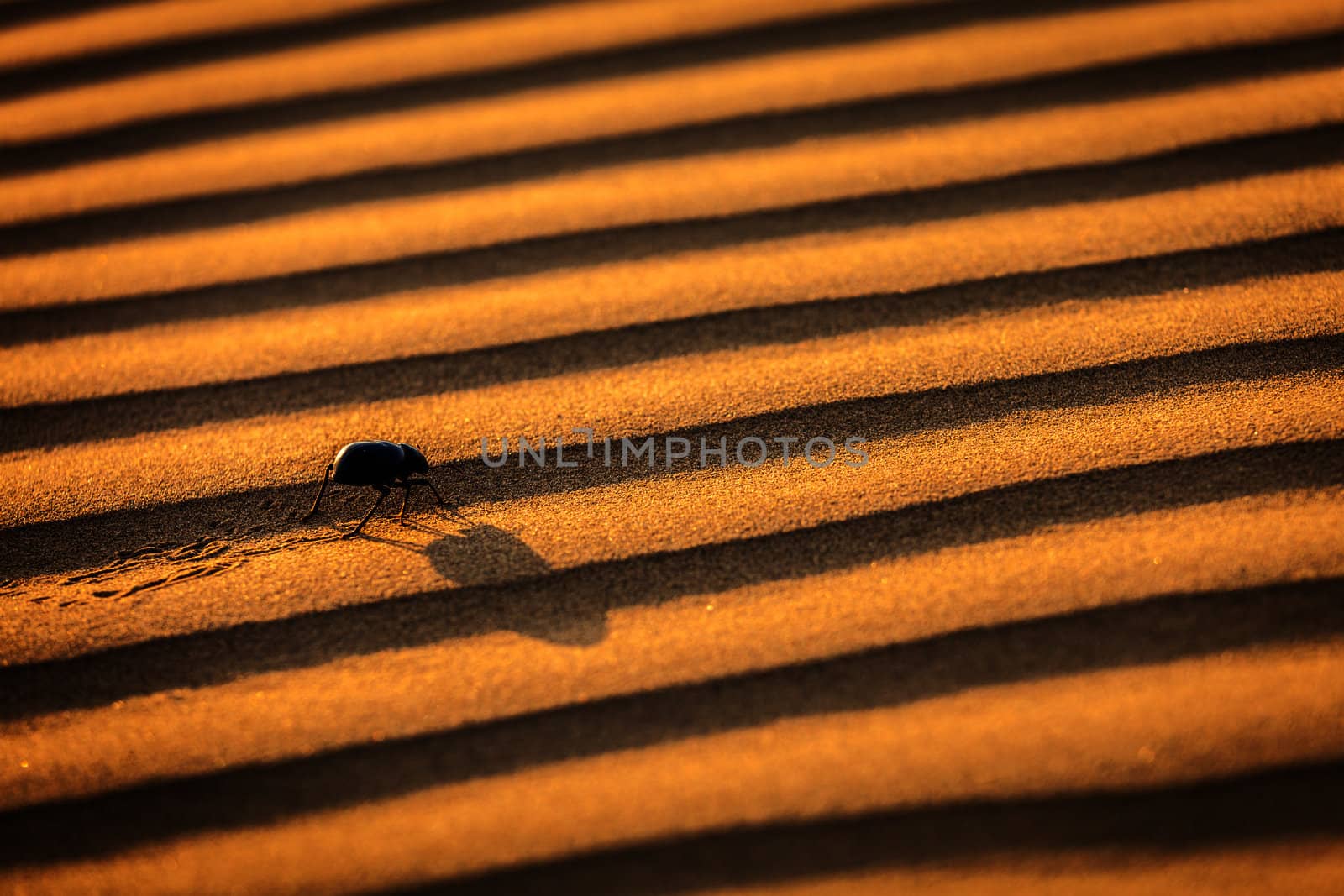 Scarab (Scarabaeus) beetle on desert sand dune
