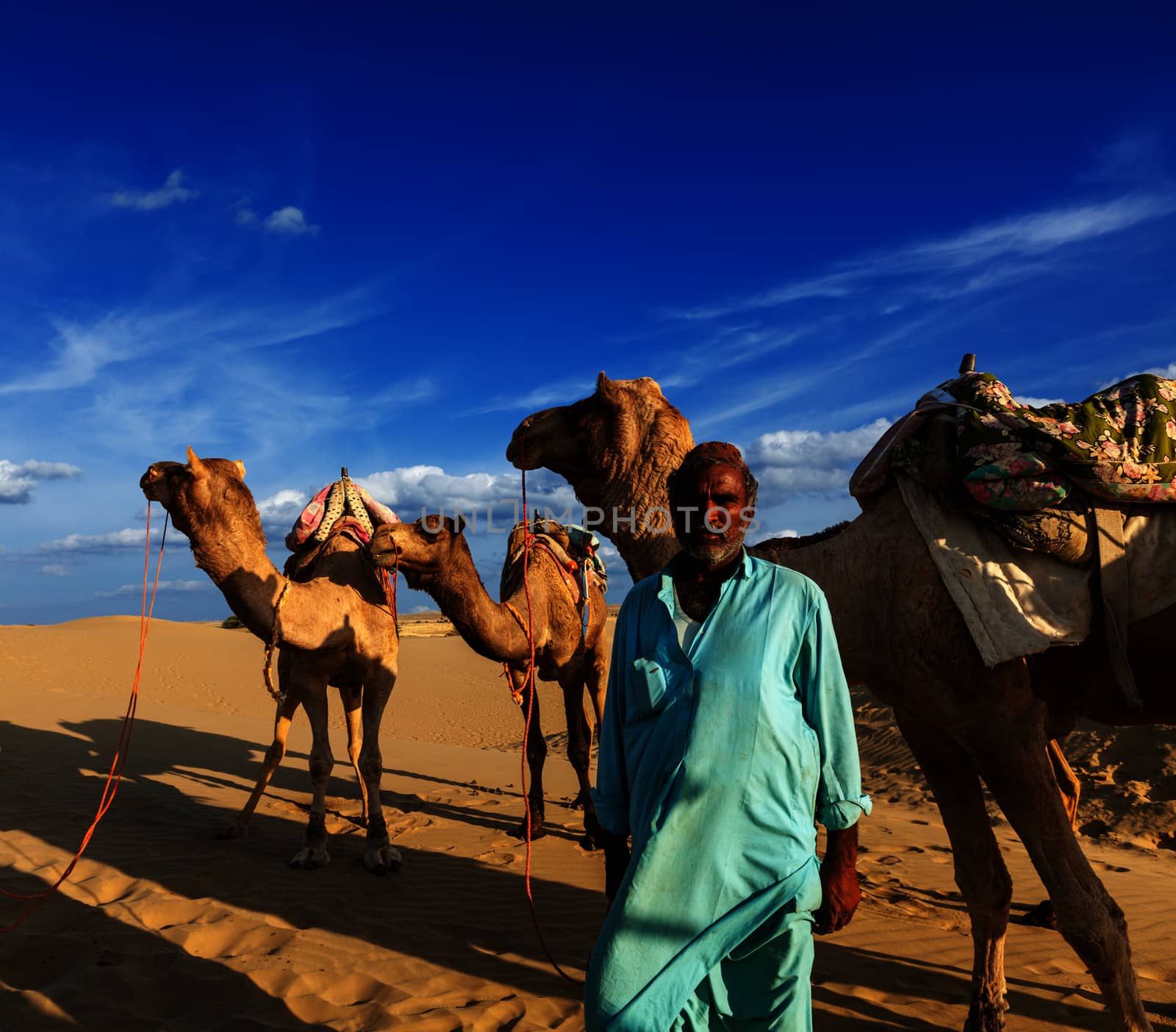 Cameleer (camel driver) with camels in dunes of Thar desert. Raj by dimol