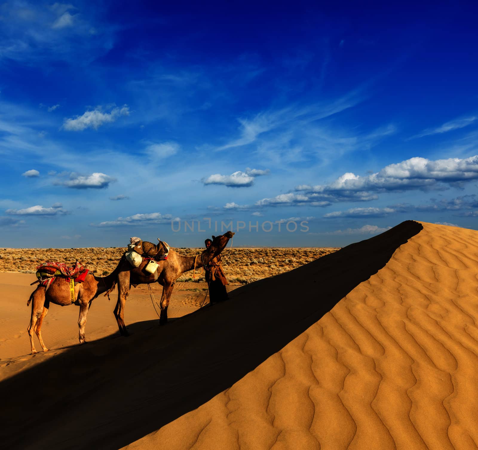 Rajasthan travel background - India cameleer (camel driver) with camels in dunes of Thar desert. Jaisalmer, Rajasthan, India