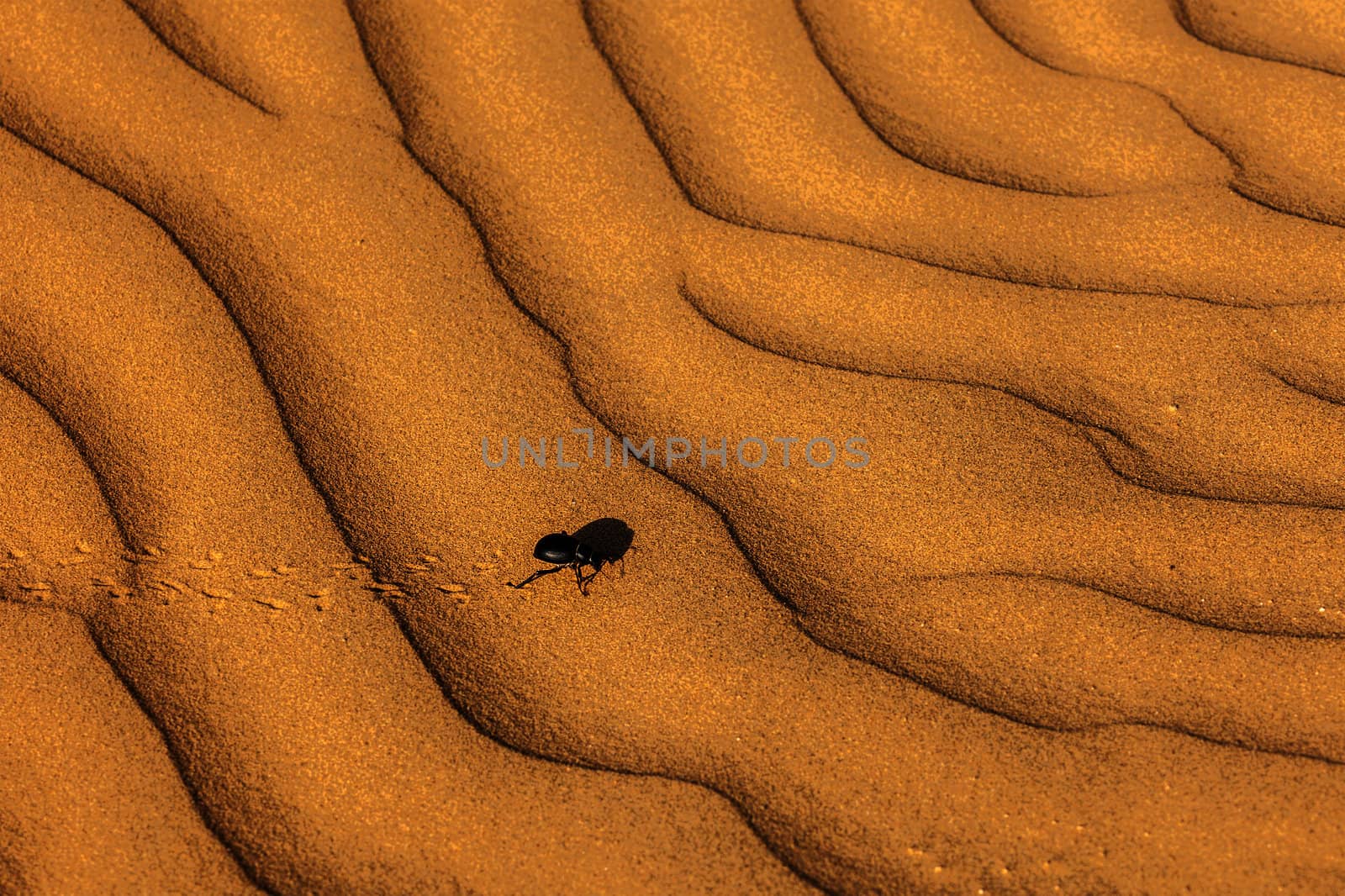 Scarab (Scarabaeus) beetle on desert sand dune