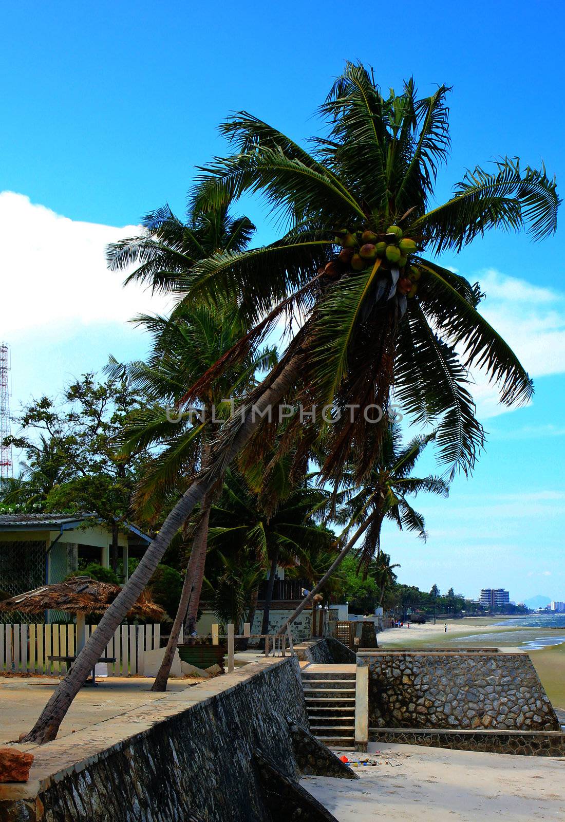 Sea coconut coast with blue sky