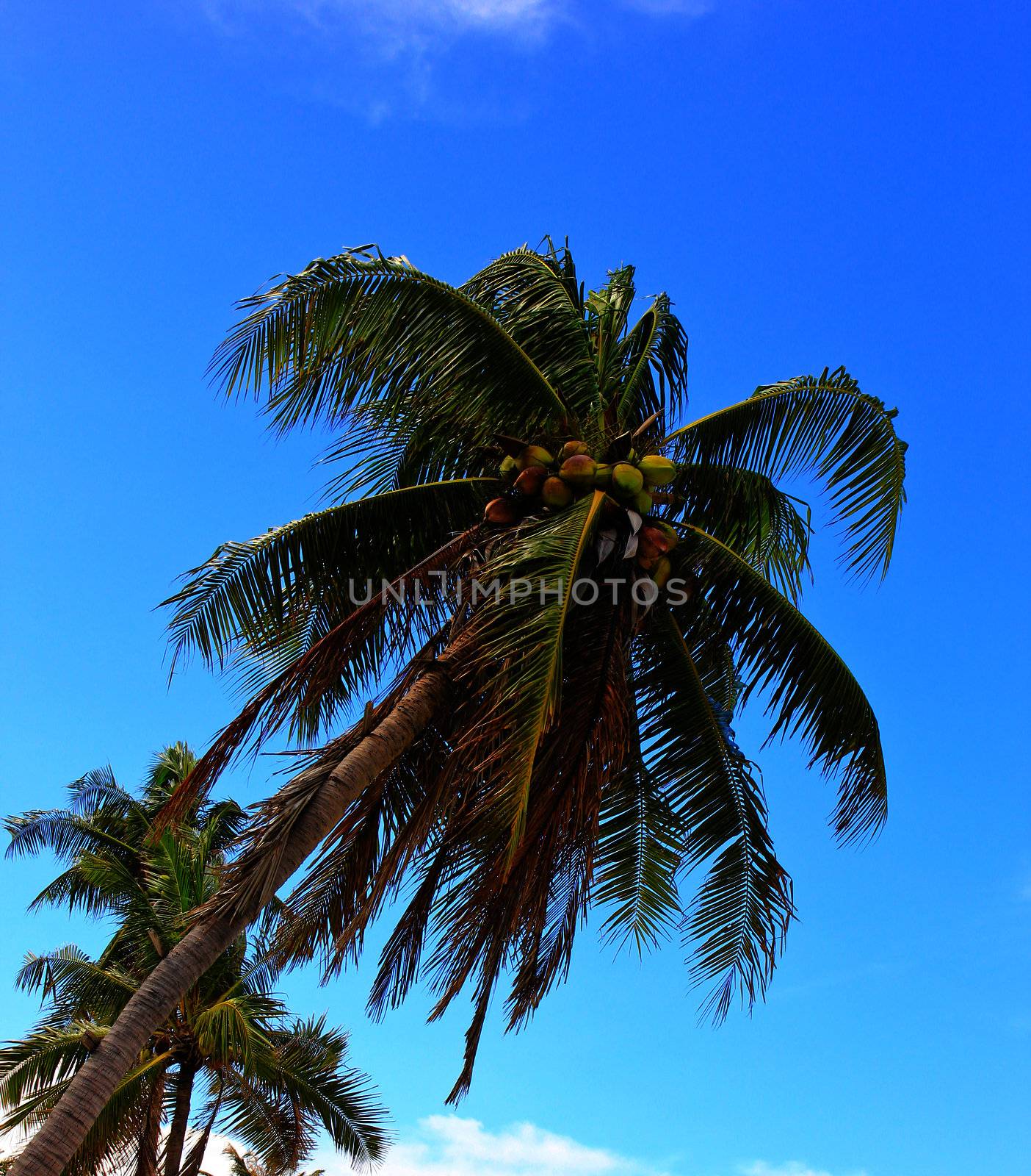 Sea coconut coast with blue sky by nuchylee