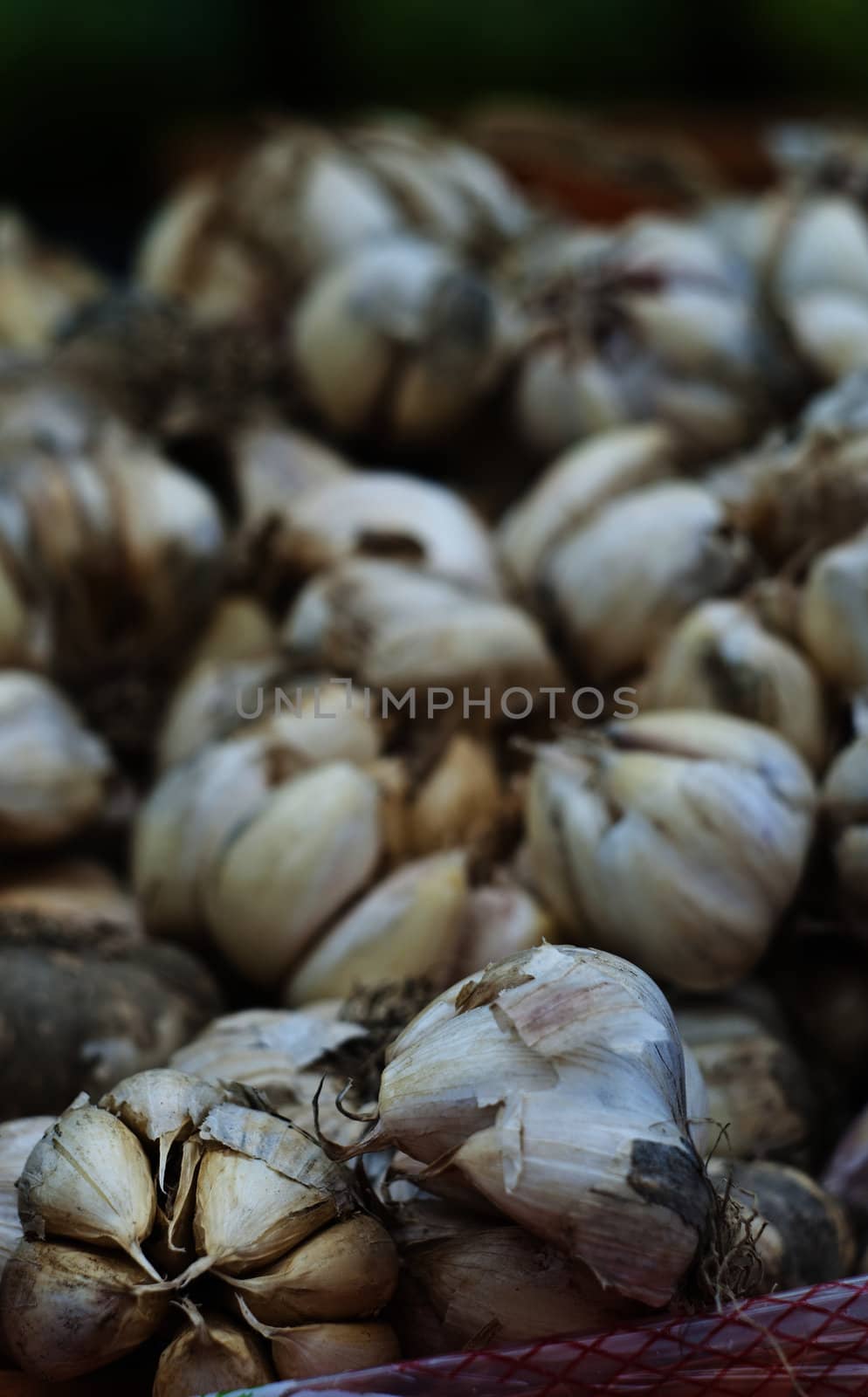 braids of garlic by gandolfocannatella