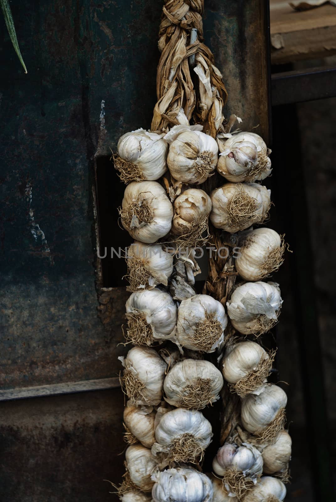 braids of garlic by gandolfocannatella