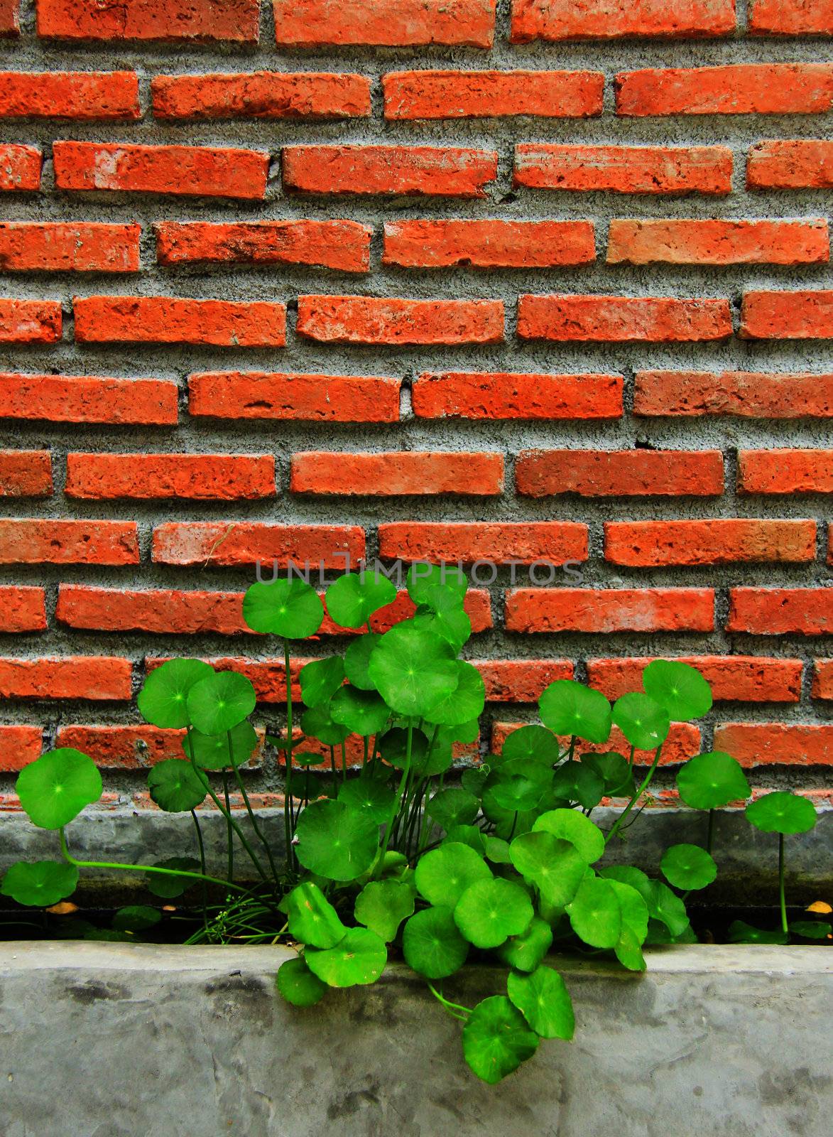 Water plants with brick wall