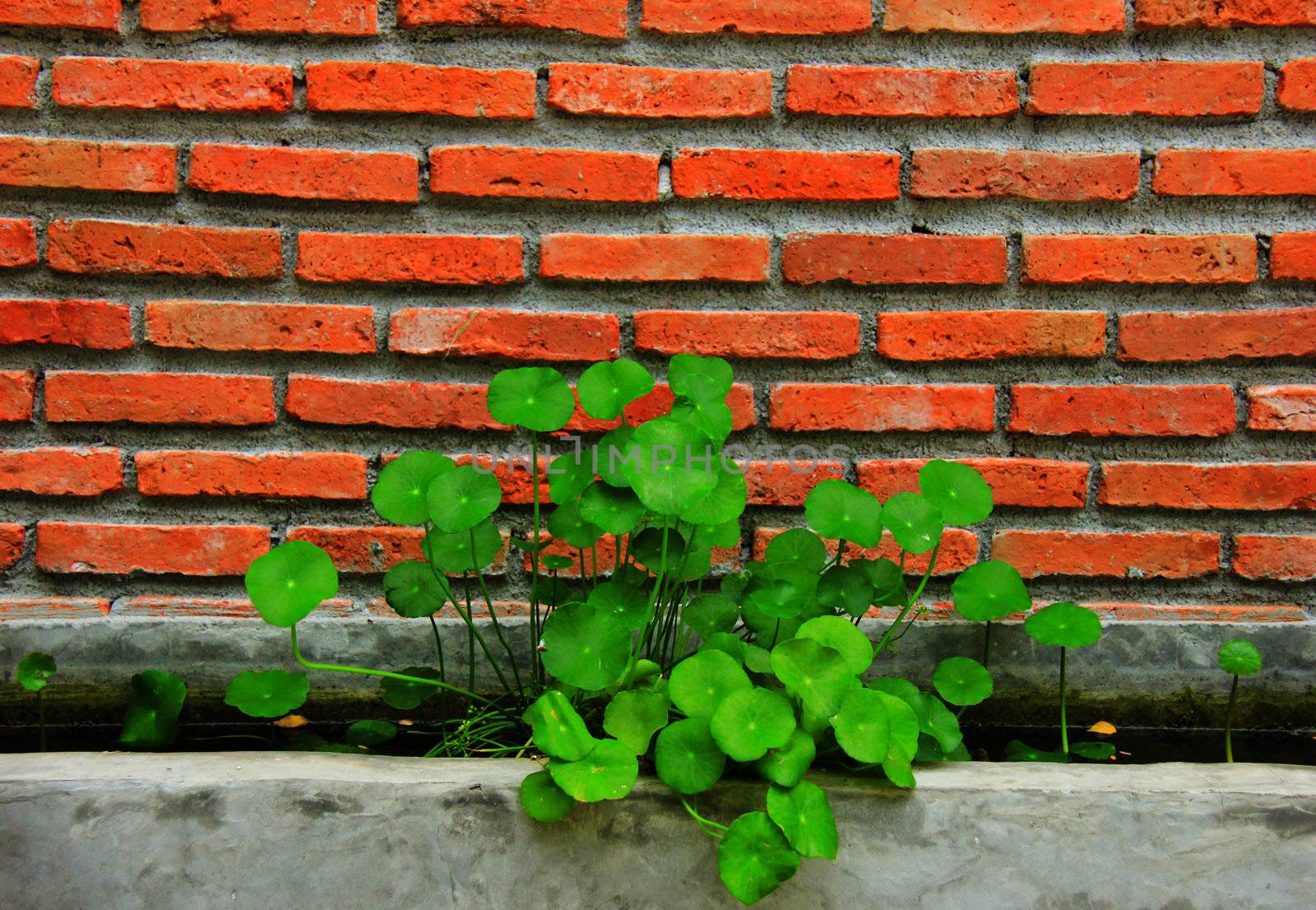 Water plants with brick wall by nuchylee