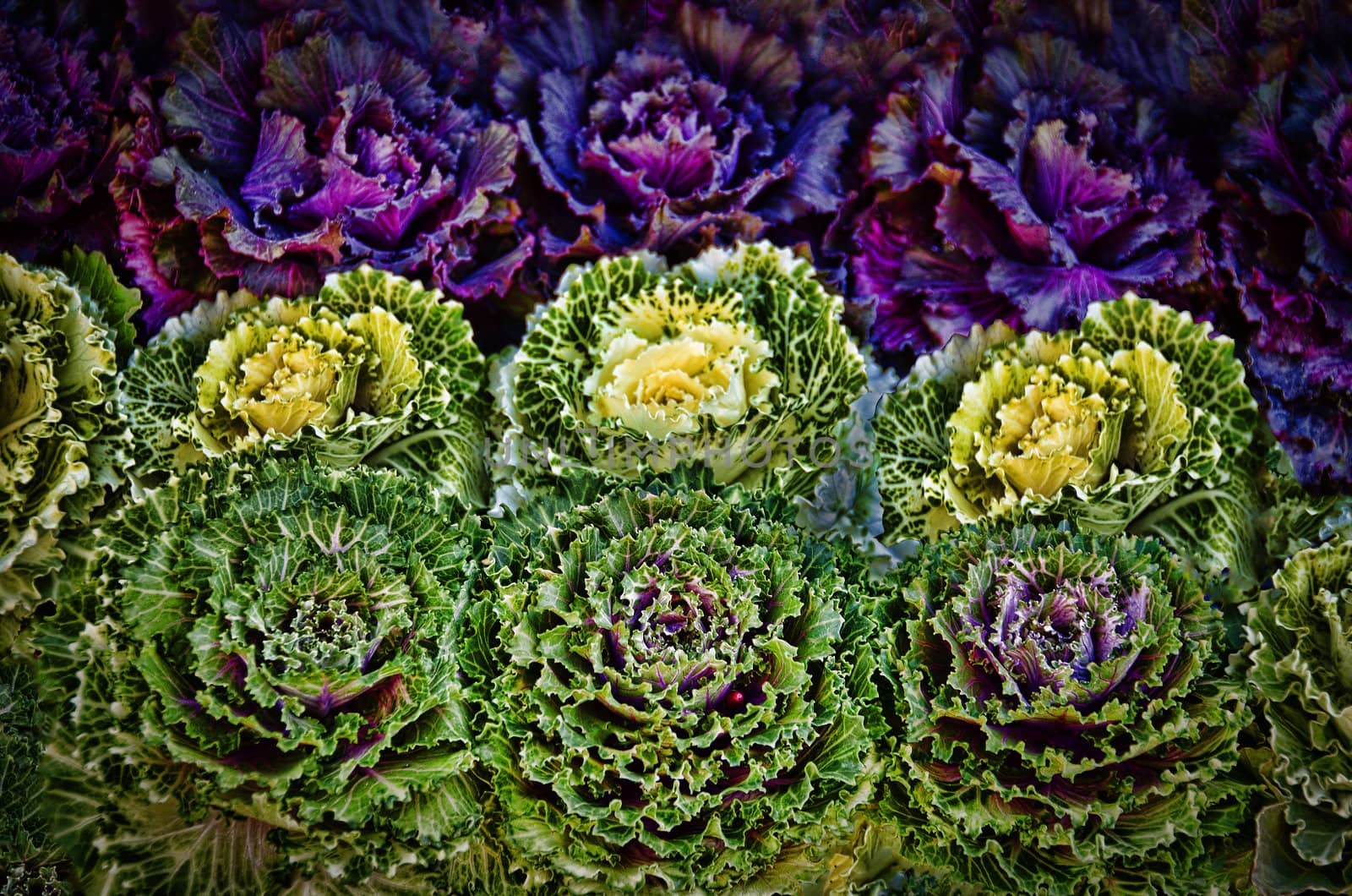 A selection of multi-coloured cabbages