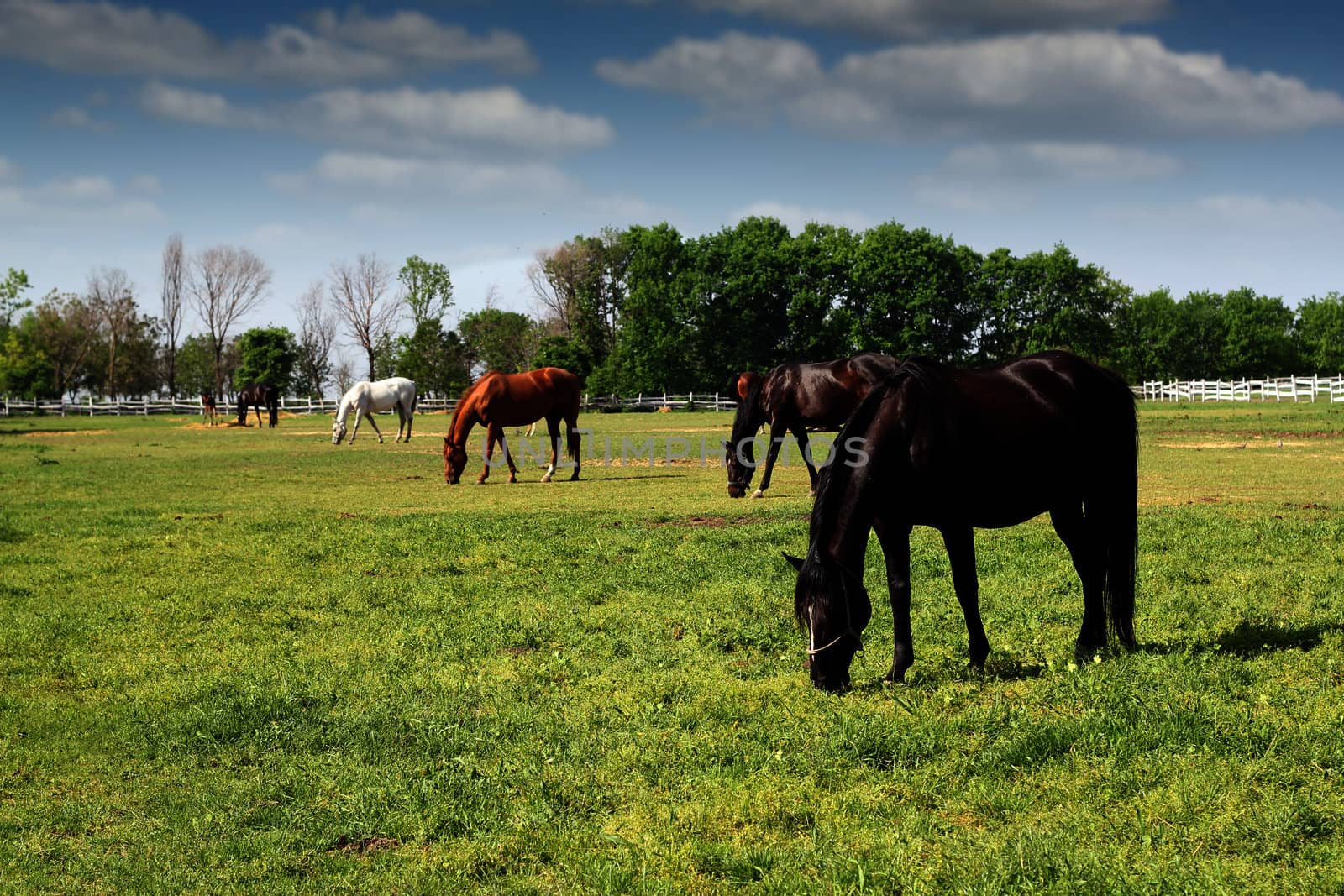 herd of horses grazing ranch scene by goce