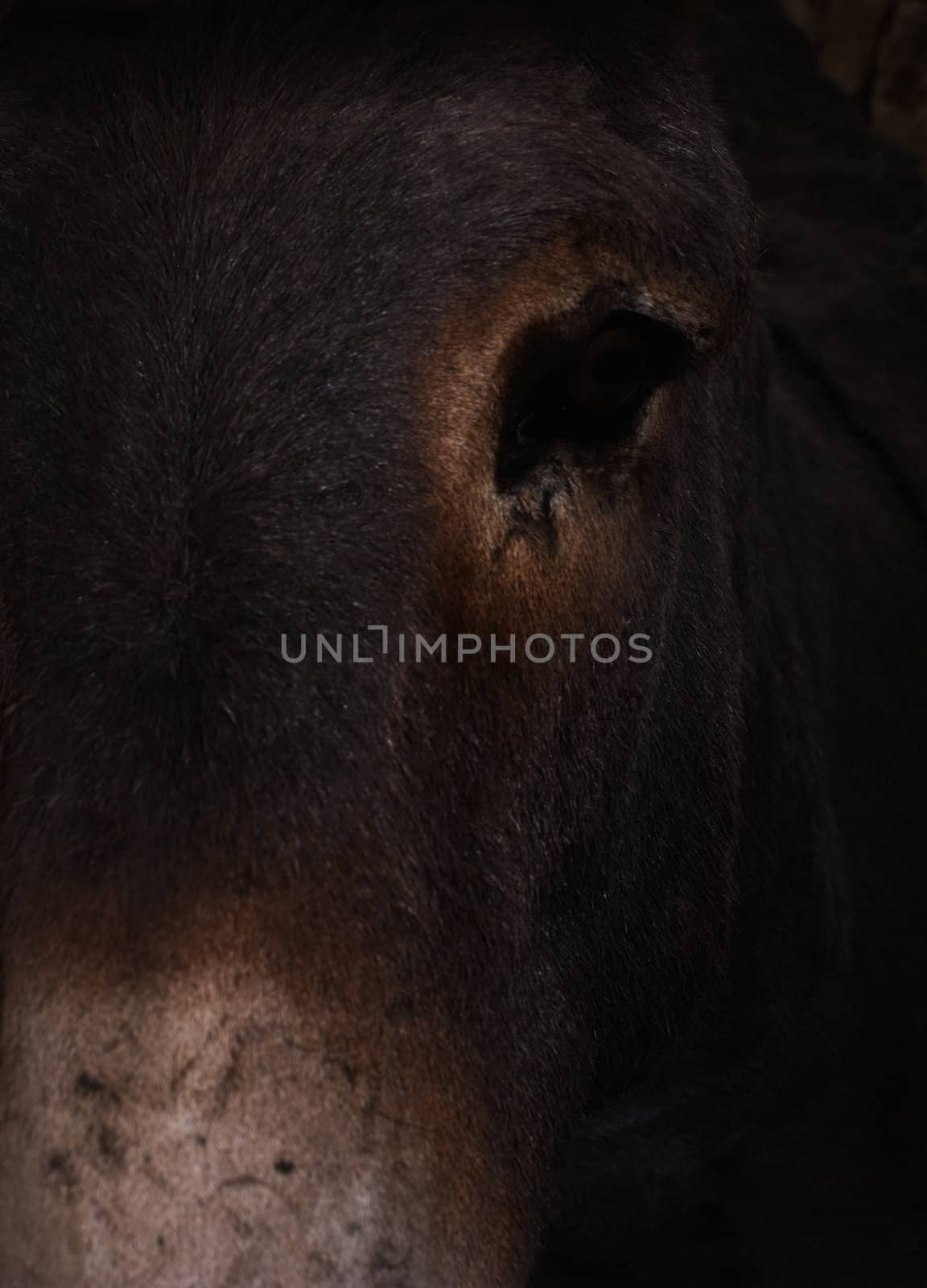 donkey eye. closeup by gandolfocannatella