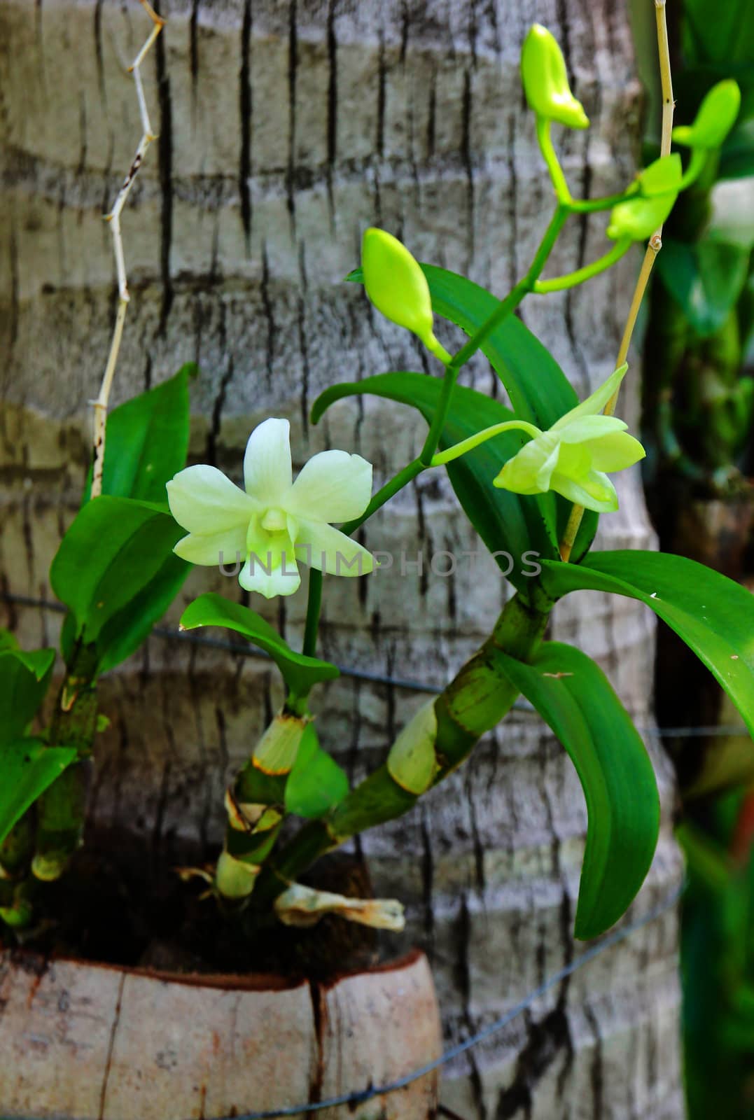 white orchids in tropical garden  by nuchylee