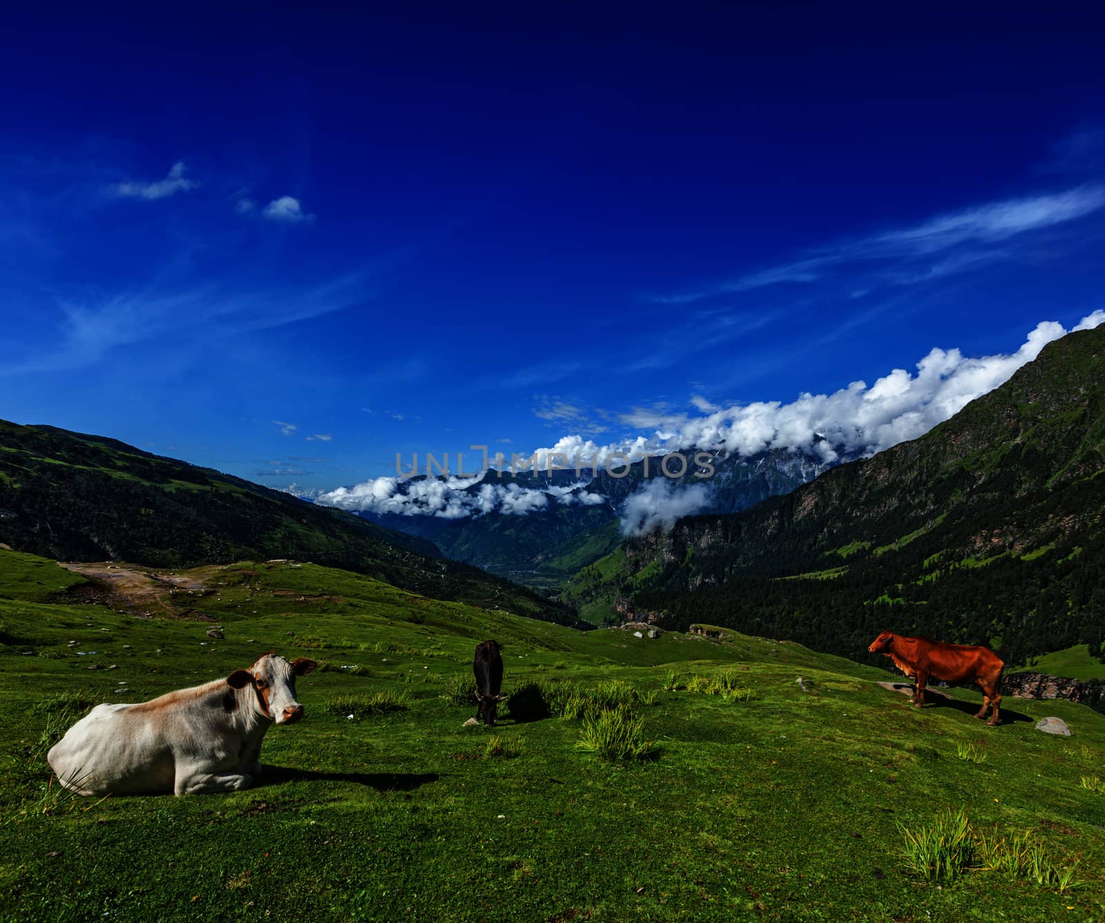 Serene peaceful landscape background - cows grazing on alpine meadow in Himalayas mountains. Himachal Pradesh, India