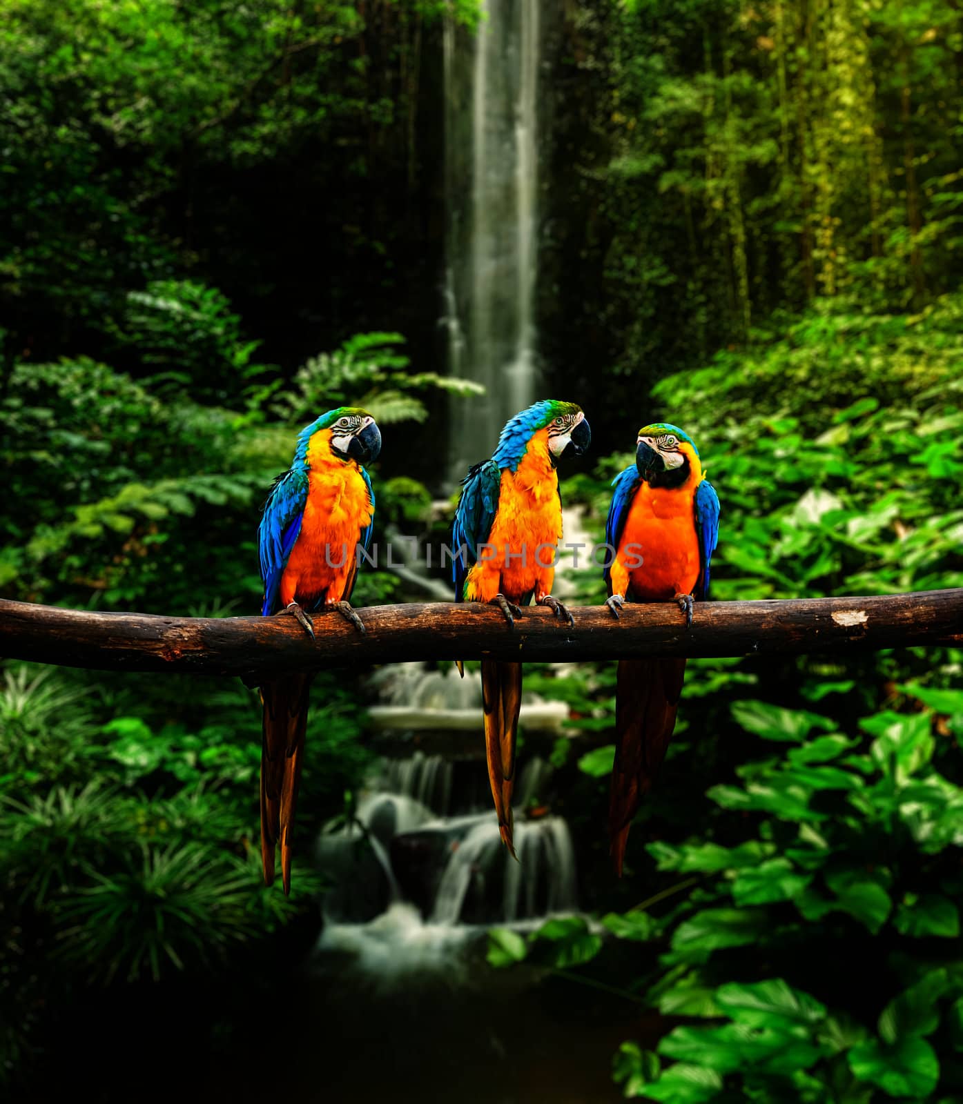 Blue-and-Yellow Macaw (Ara ararauna), also known as the Blue-and-Gold Macaw