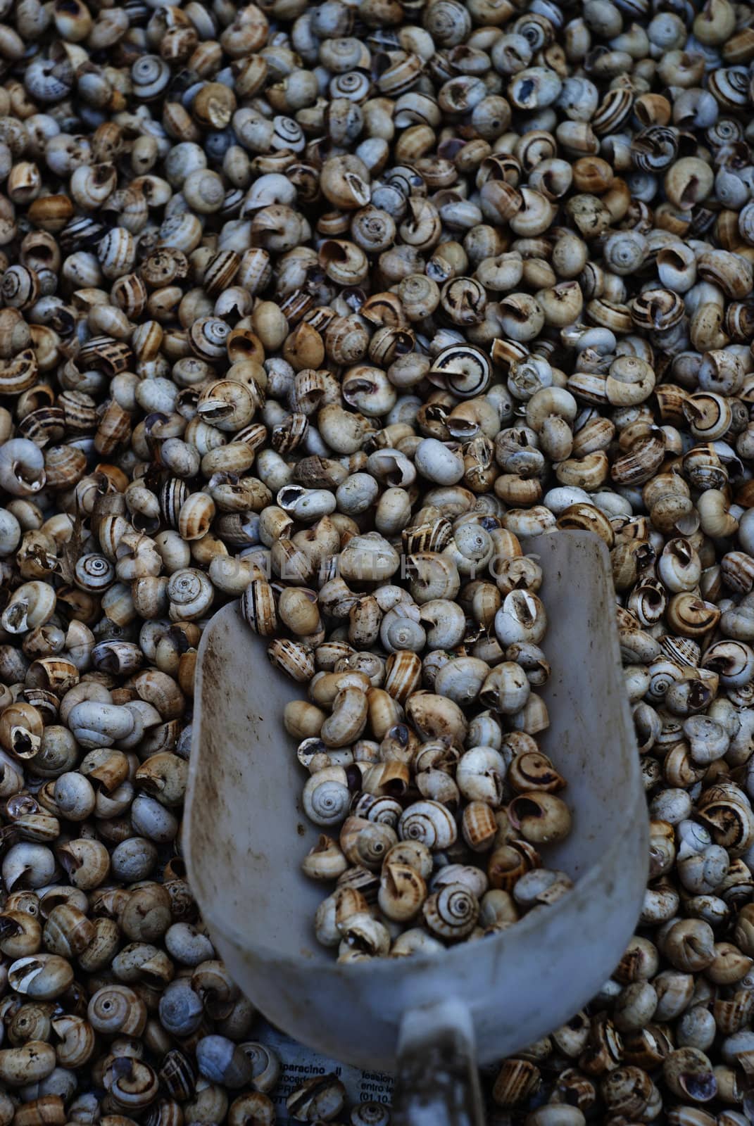 Lots of pile snails from an Italian market.