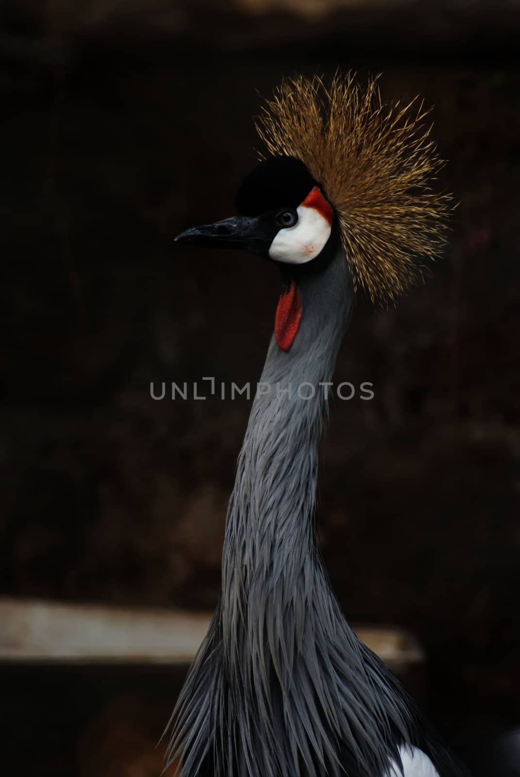 Close-up of a Grey Crowned Crane (Balearica regulorum)