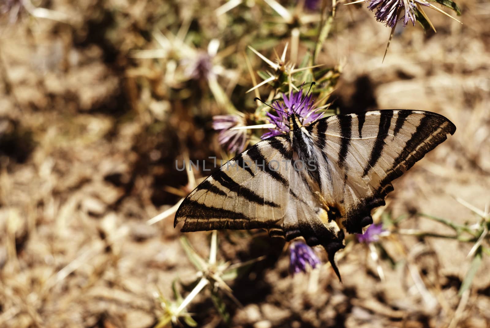 Butterfly on a flower in sicilian countryside. Nebrodi mountains