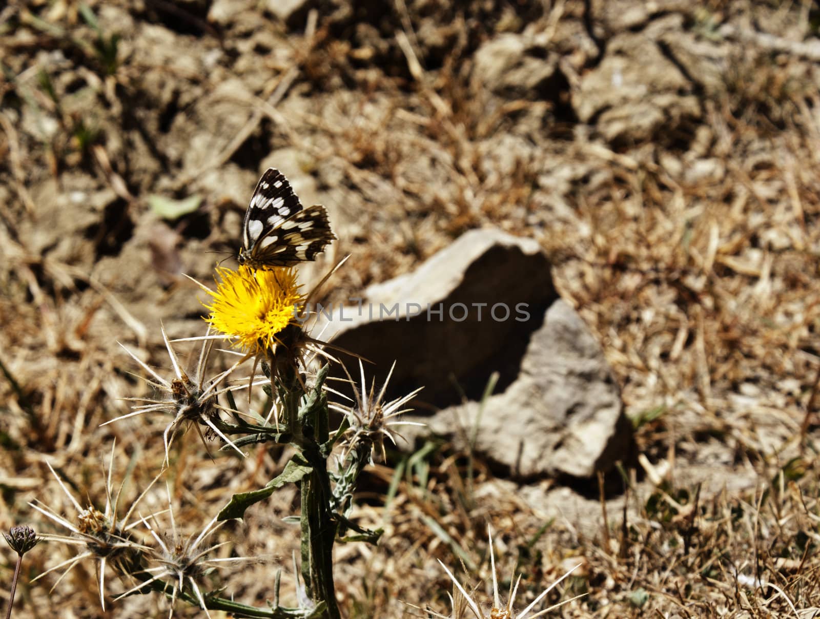 Butterfly on a flower in sicilian countryside. Nebrodi mountains