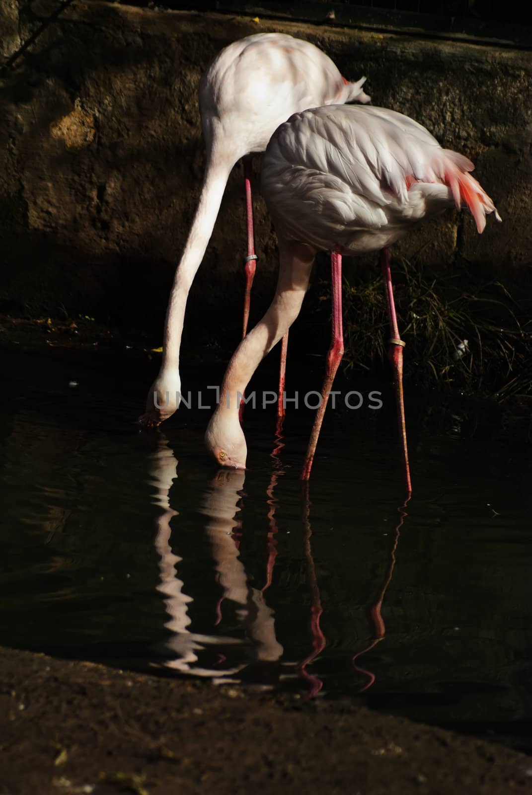 Two Flamingo in lake
