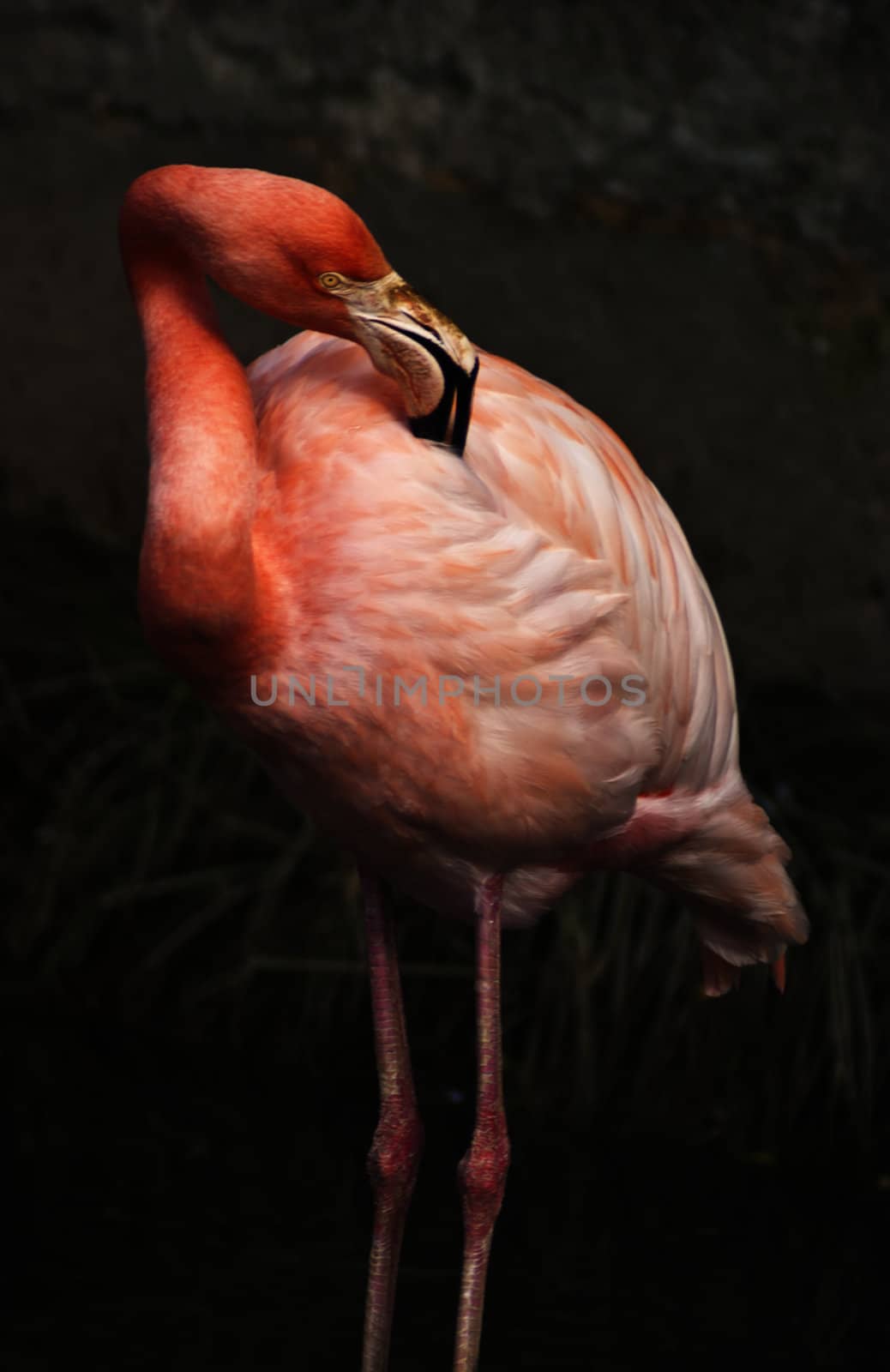 pink flamingo by gandolfocannatella