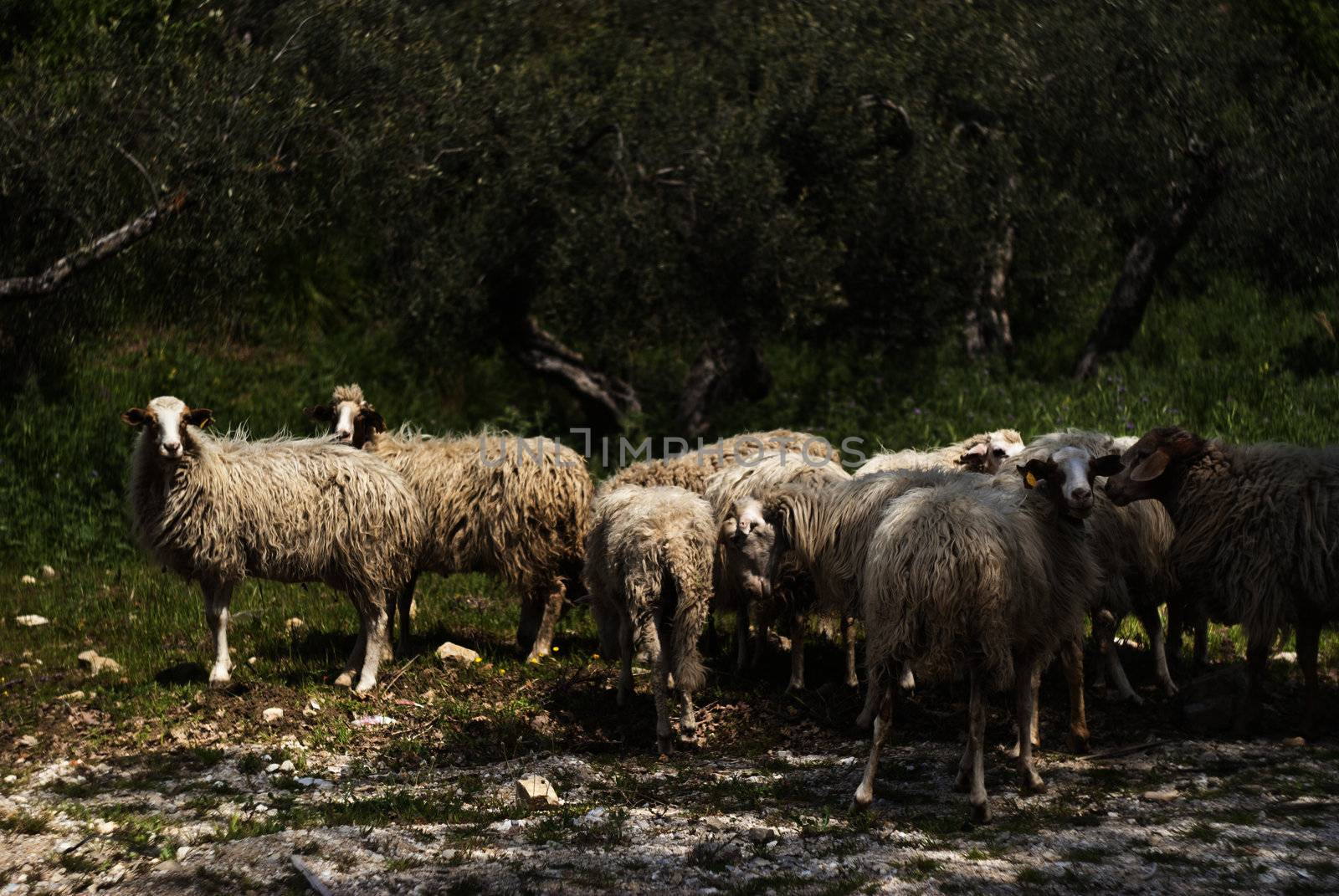 A flock of sheep grazes on a green field somewhere in Sicily, Italy.
