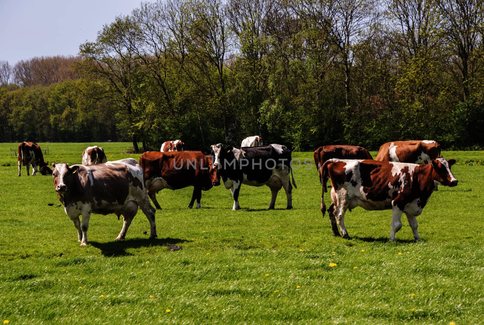 cows red and black on green grass in dutch landscape