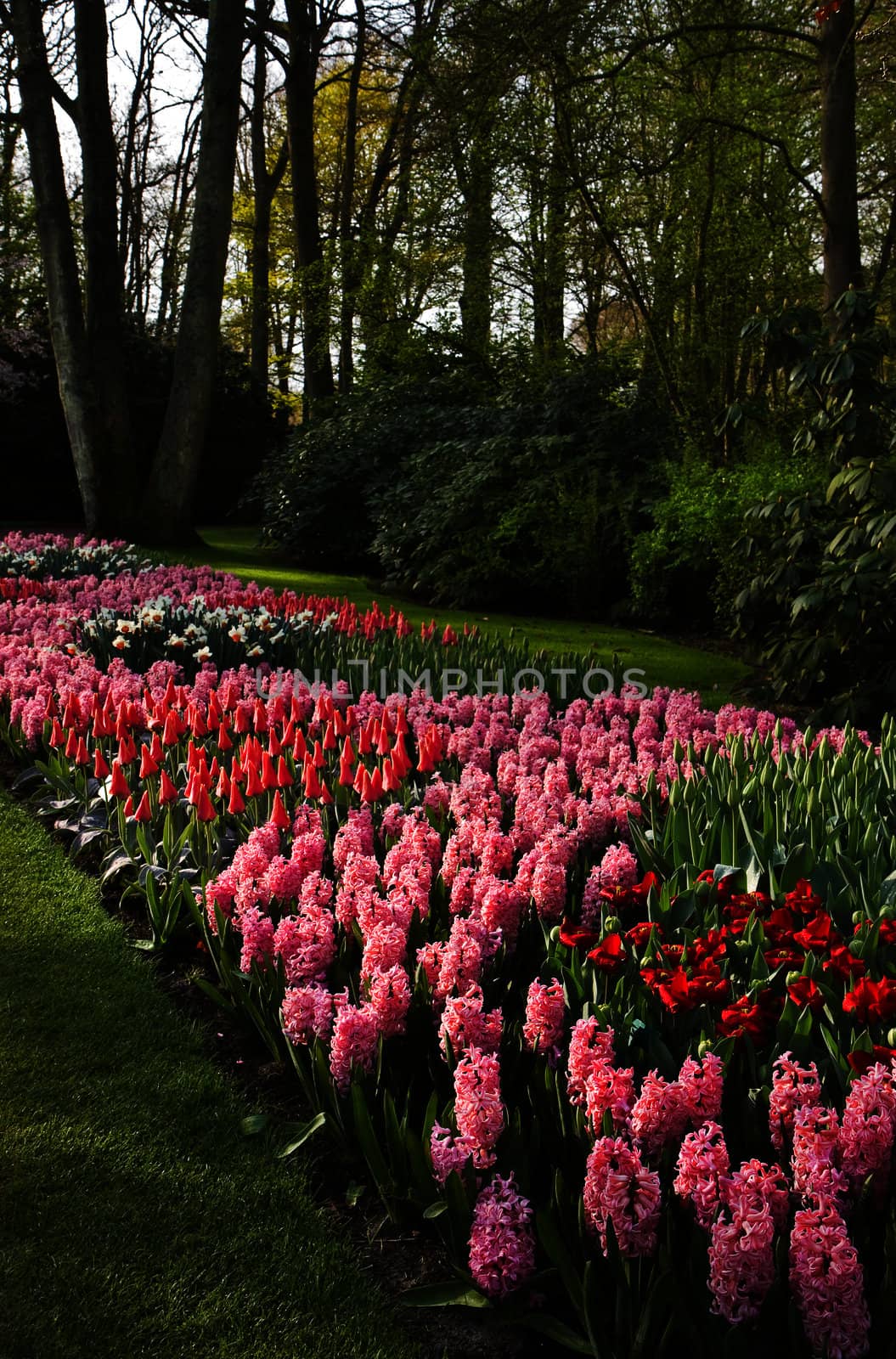 Park in spring with beautiful pink tulips and hyacinths