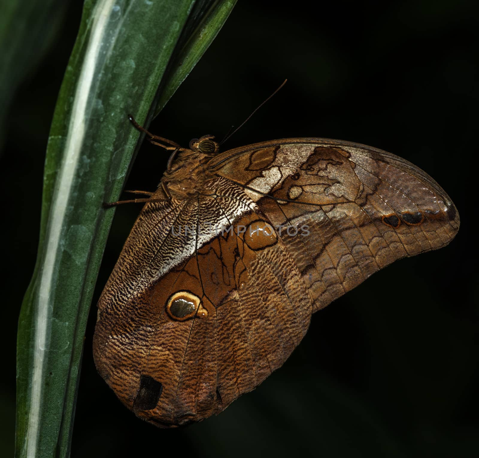  morpho by compuinfoto