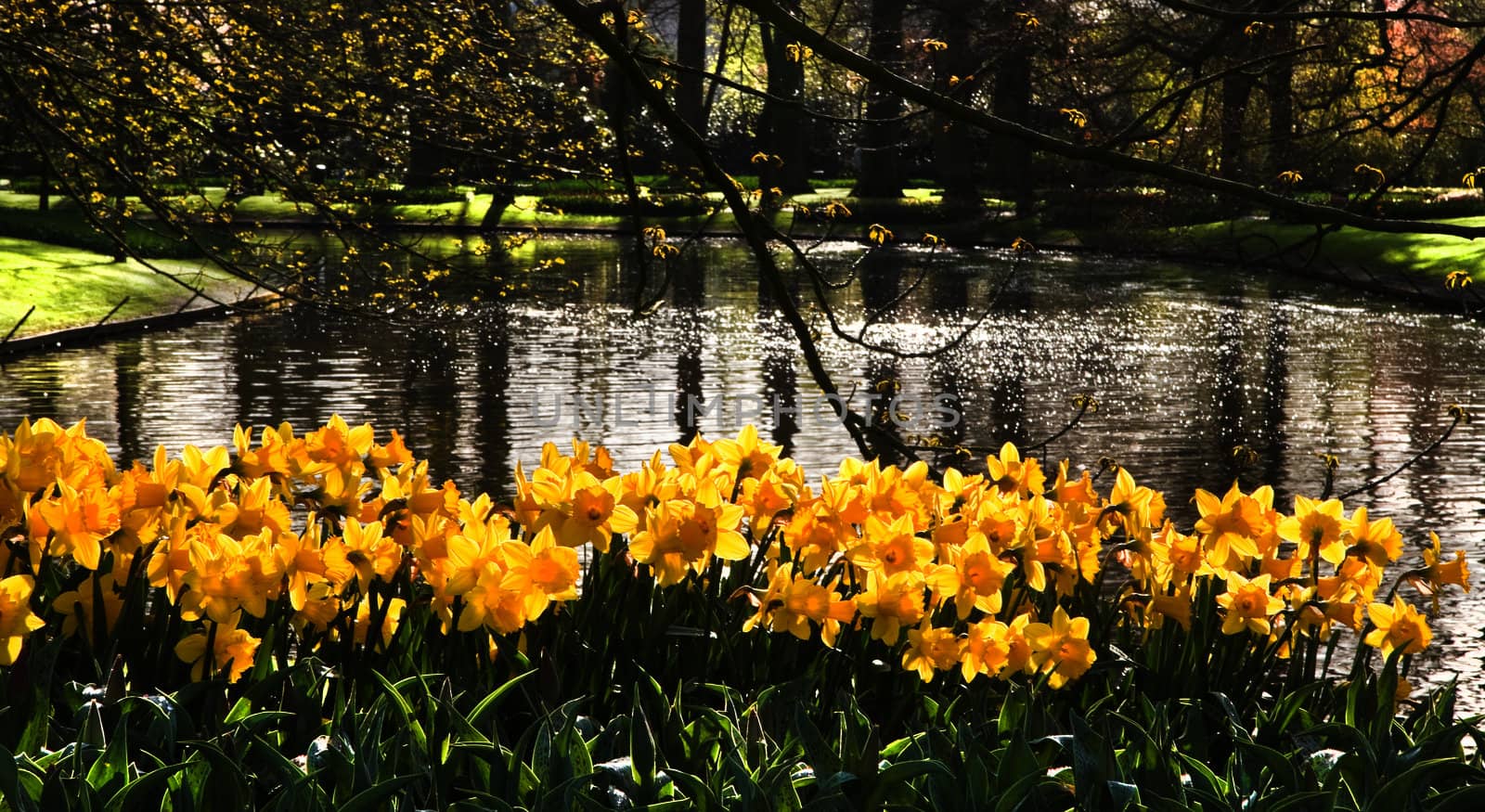 Pond with yellow daffodils by Colette