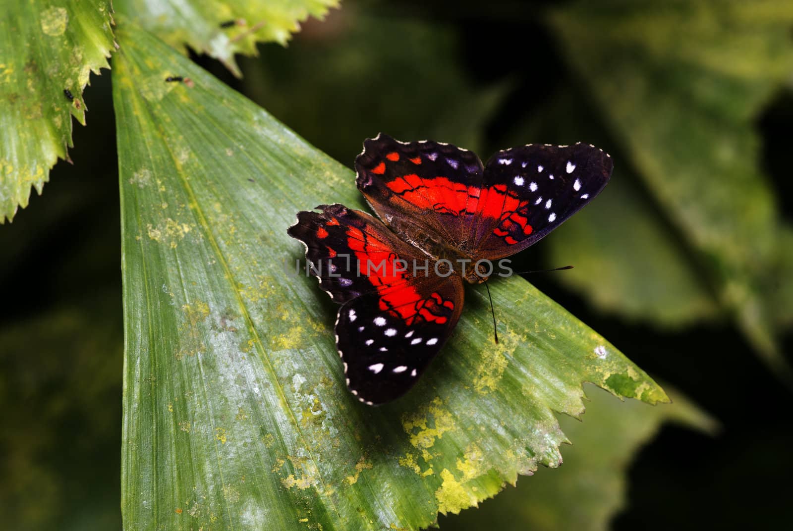 Scarlet Peacock or Anartia amathea butterfly in dutch butterfly garden
