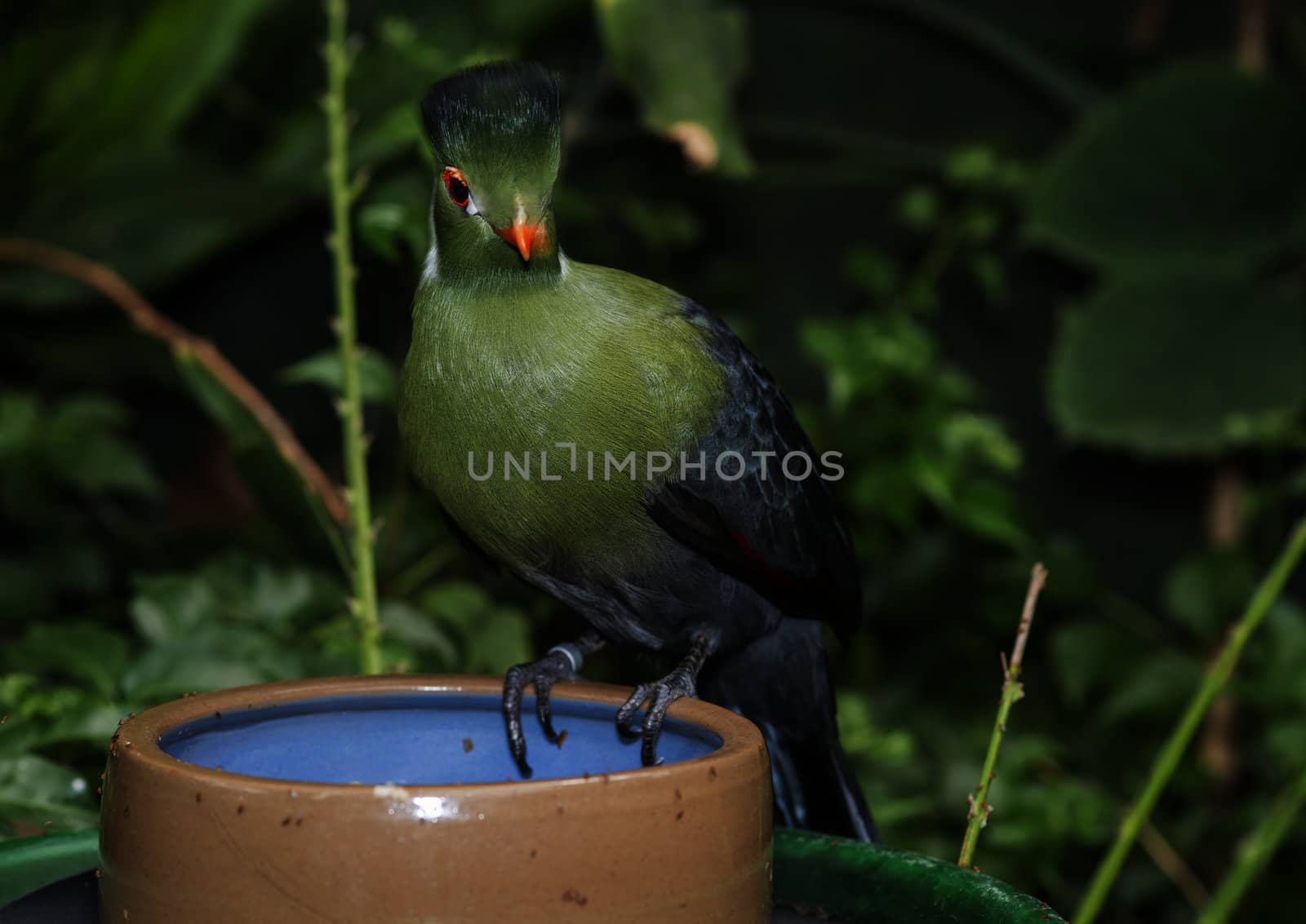 green touraco bird in dutch zoo 