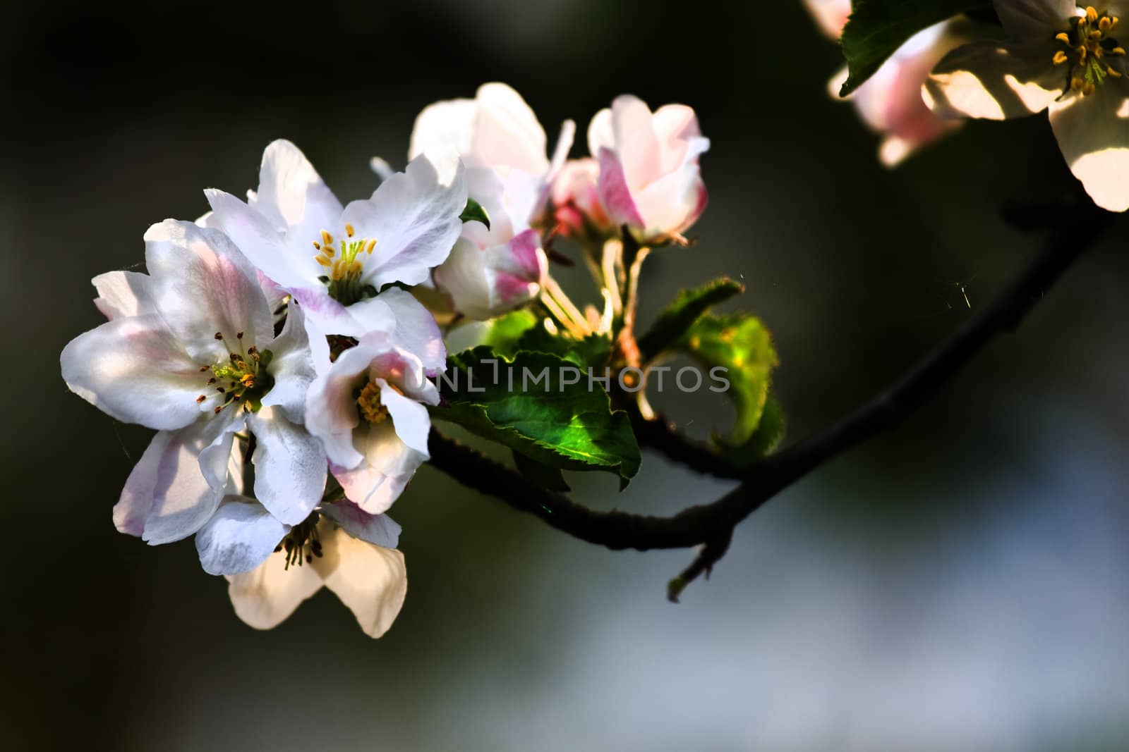 Sunshine on branch with appleblossom in spring